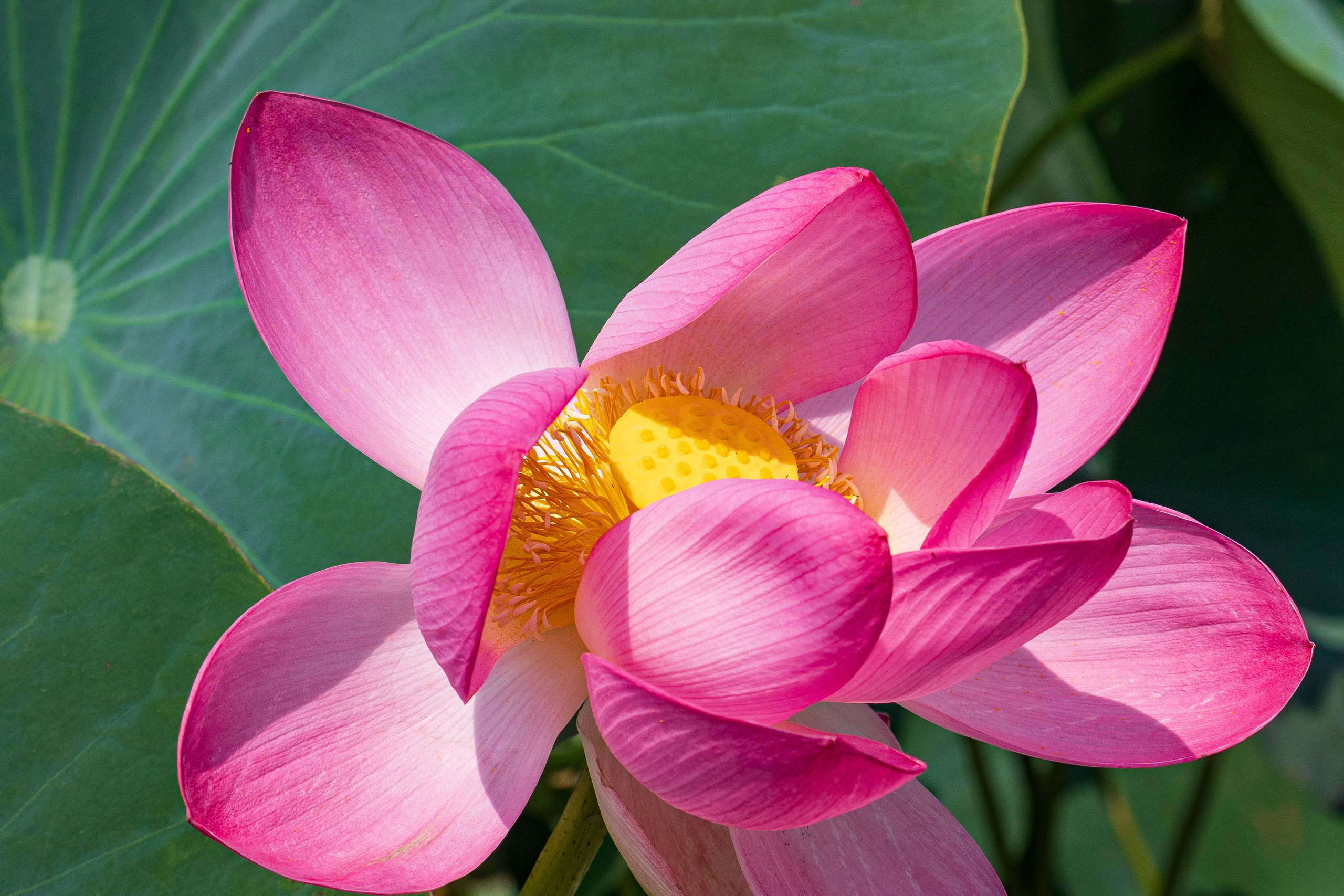 ЛОТОСЫ. Фотограф Владимир Роля