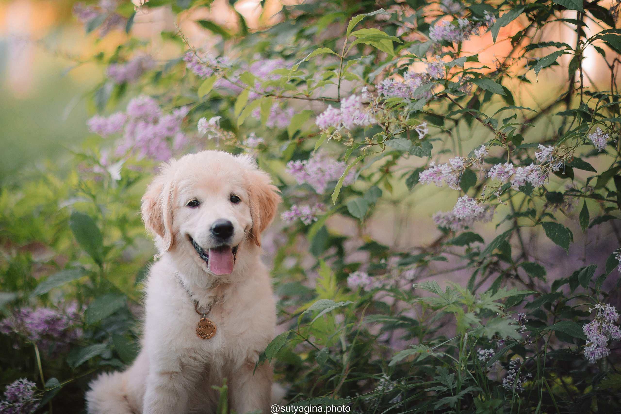 Золотистый ретривер Веста. Свадебный и женский фотограф
