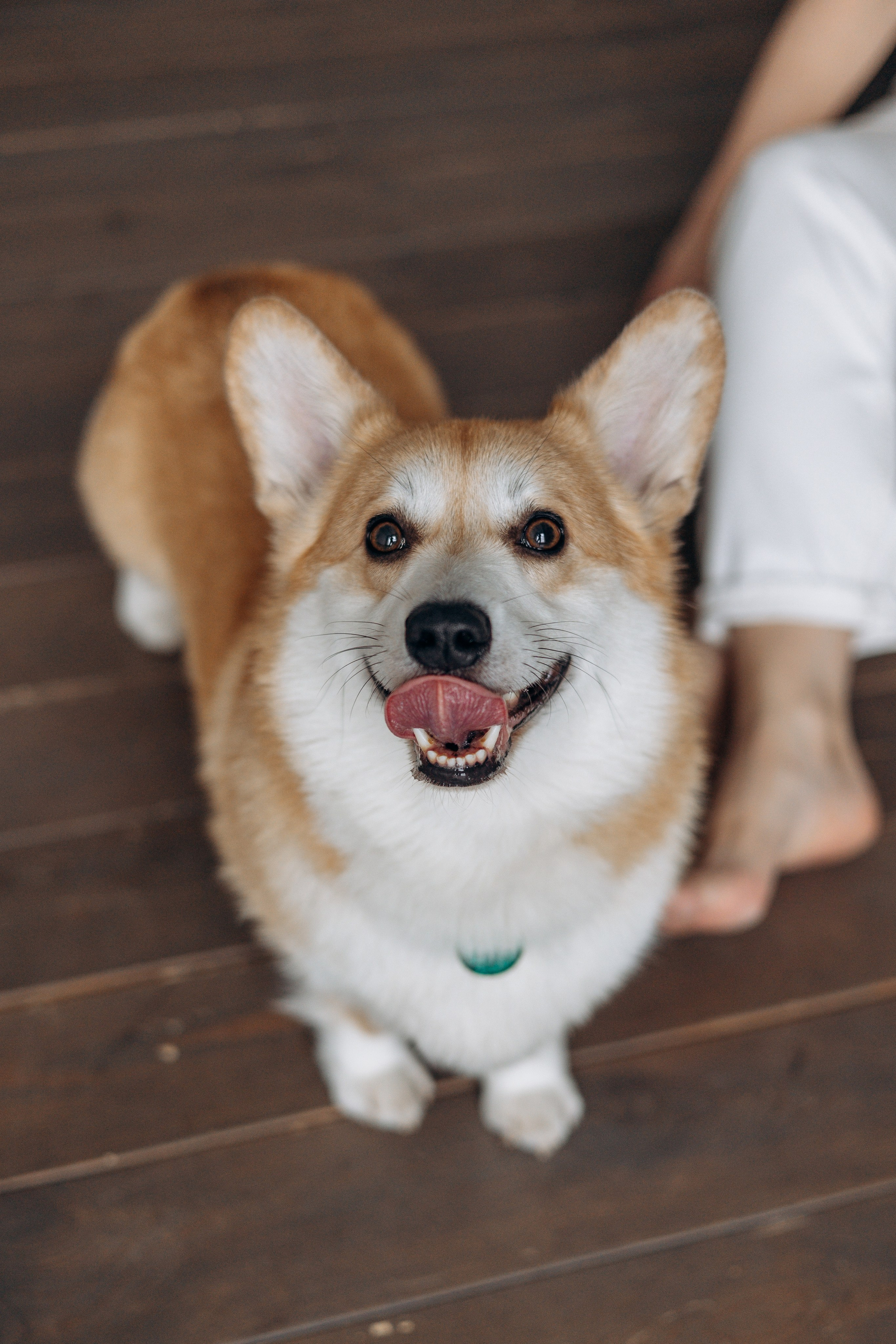 Ричи и его семья. Фотограф — Анималист | Санкт-Петербург