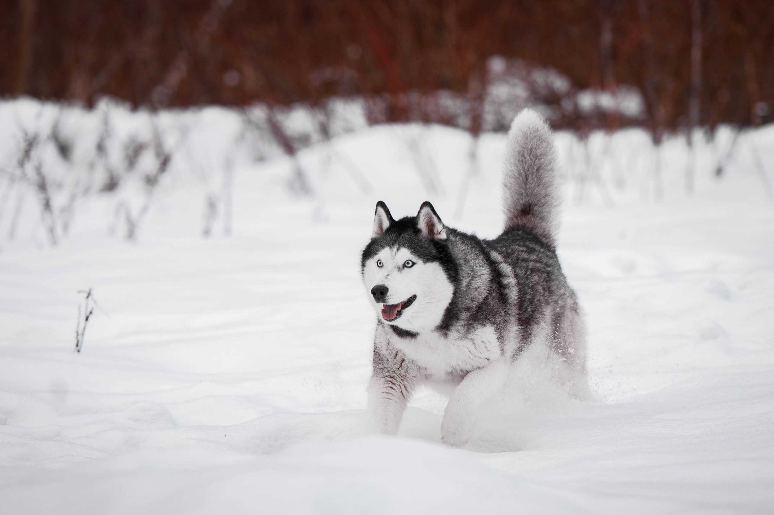 Шанель. Фотограф-анималист