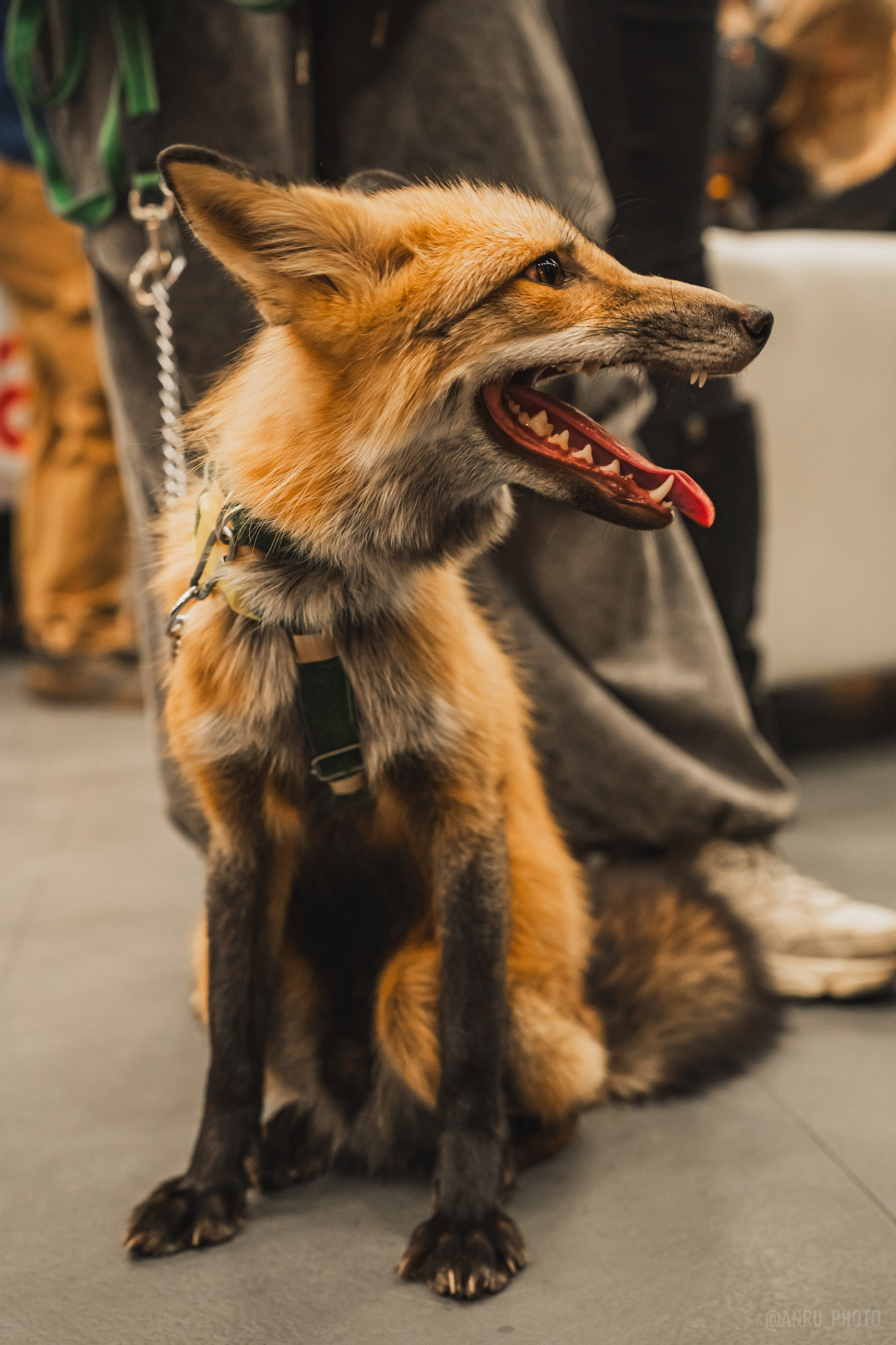 Fox Family fest. Репортажный фотограф Анастасия Рубцова