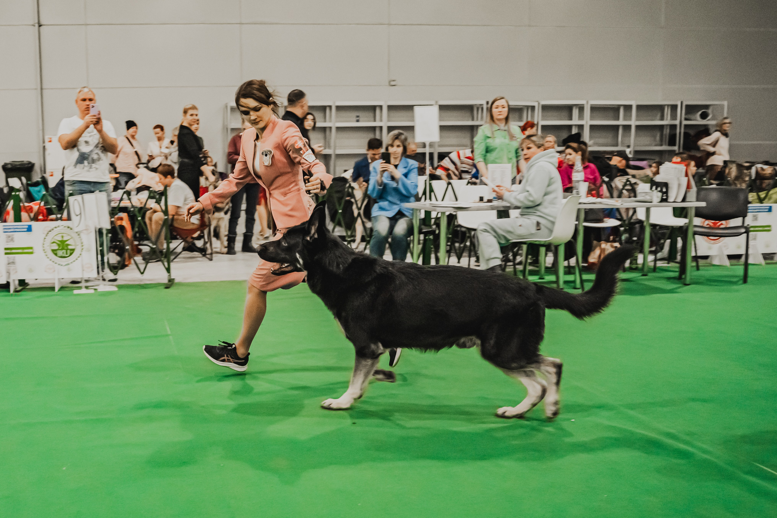 Международная выставка собак всех пород. Репортажный фотограф Анастасия Рубцова