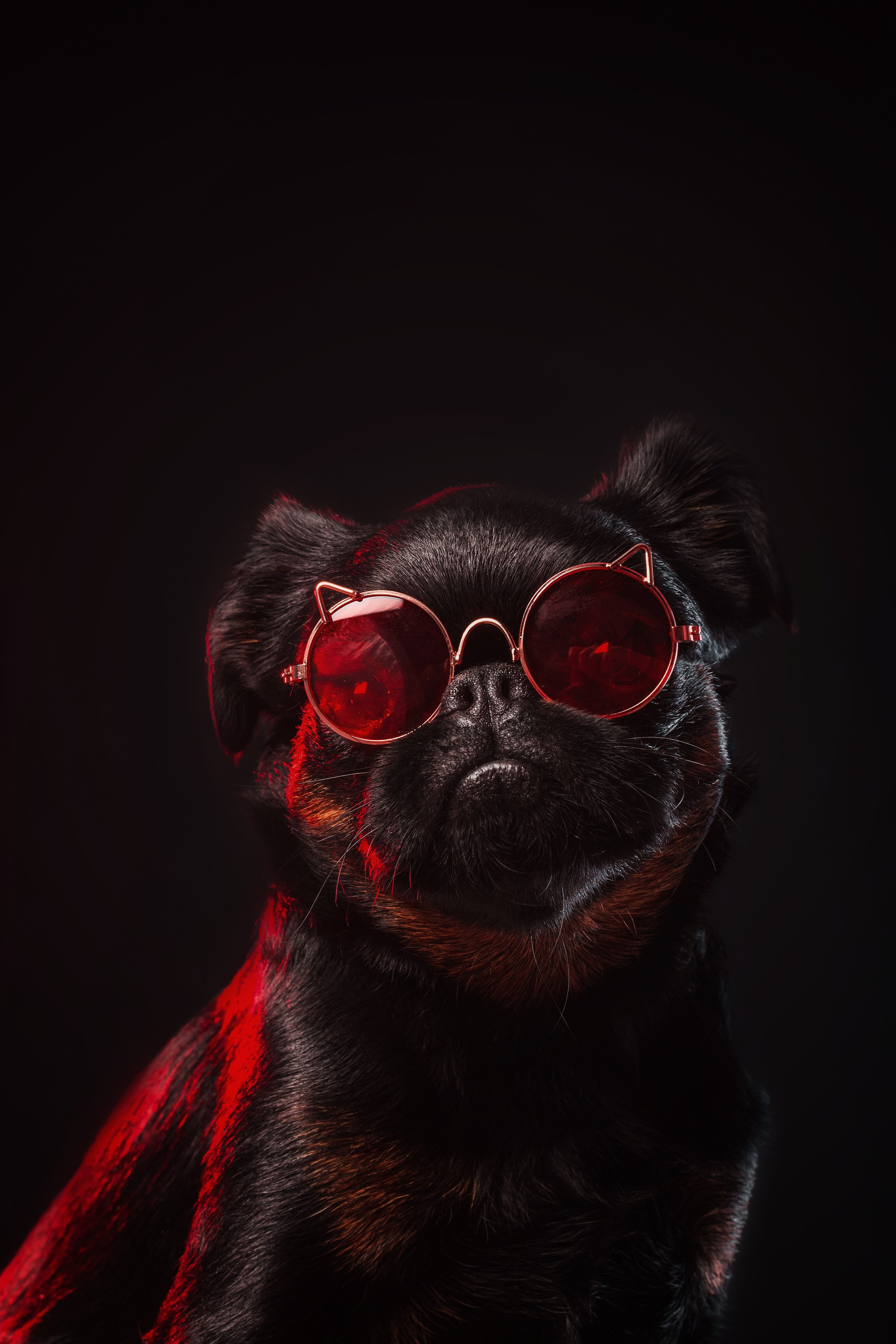 Студийная фотосессия с цветным светом. Фотограф-анималист Татьяна Степанова