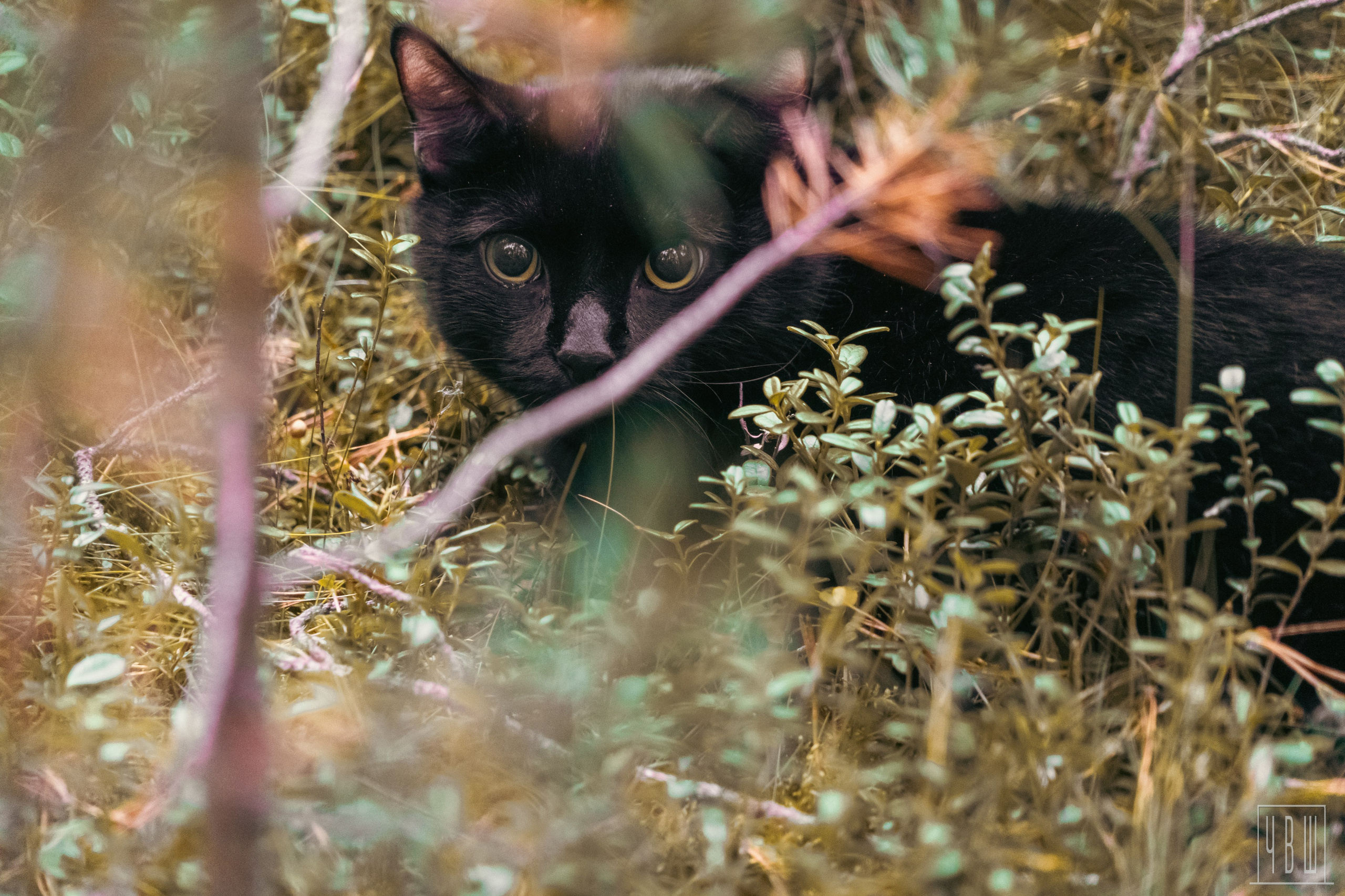 Мурманск 2025. Человек в Шляпе
