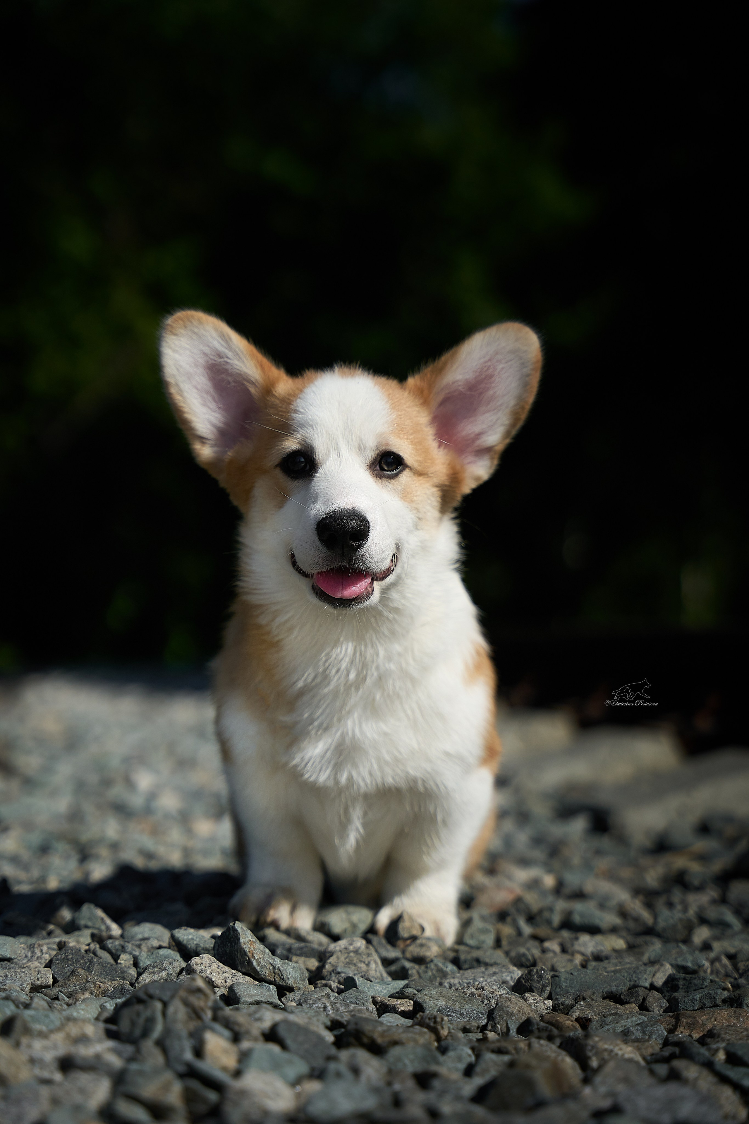 Корги. Фотограф-анималист в Иркутске