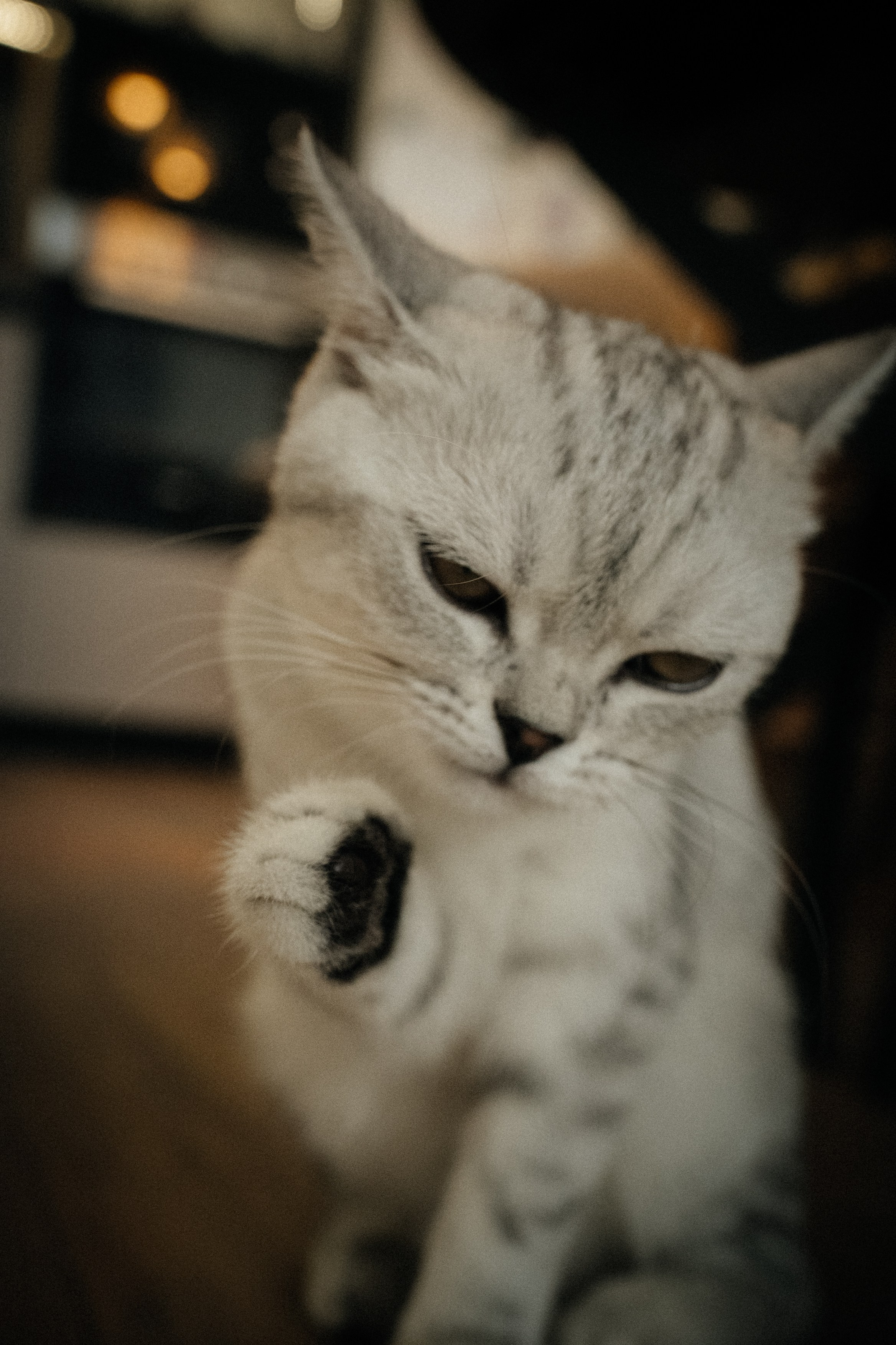 Семья Ксении и Максима. Фотограф | Юлия Арт| Обучение