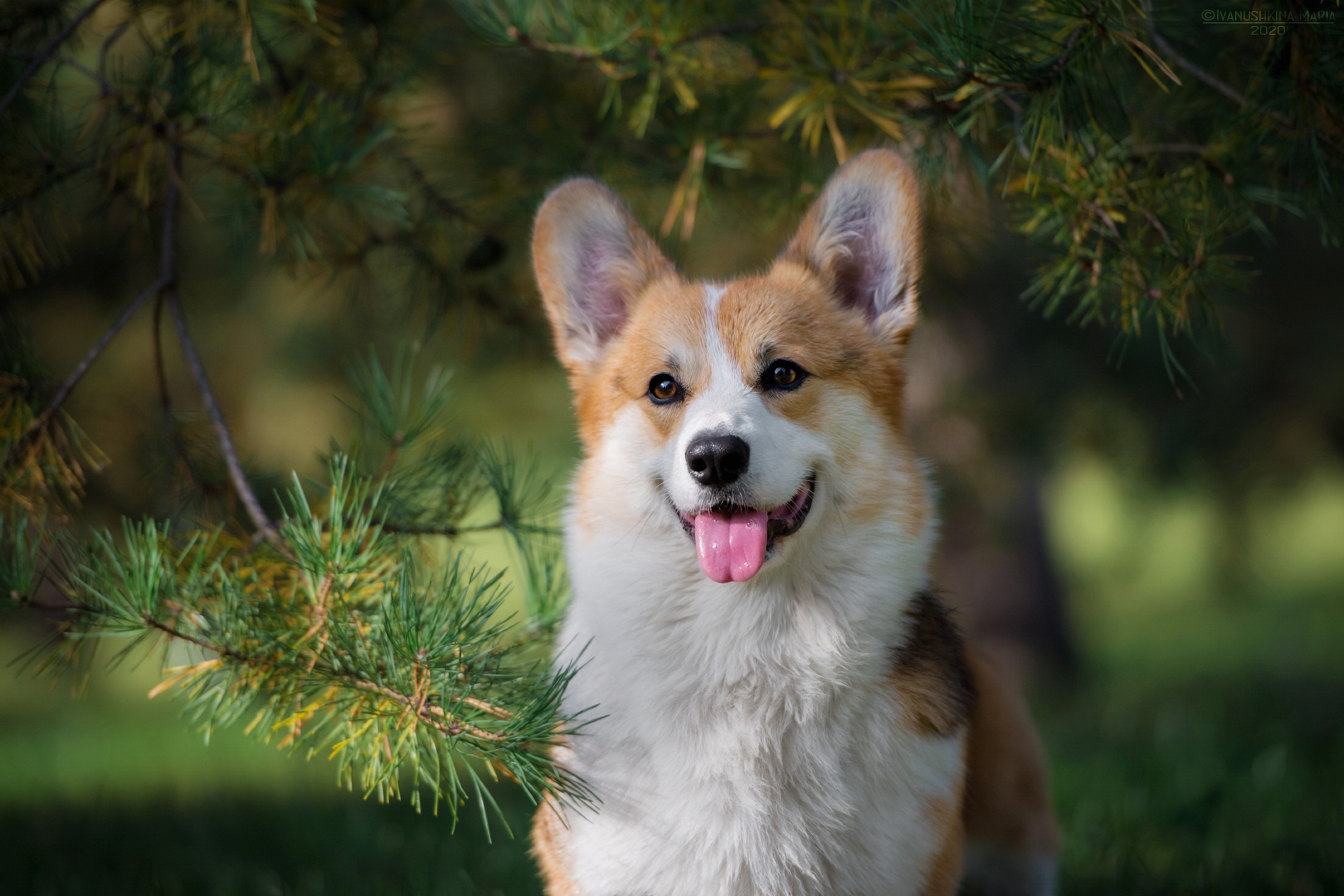 Фотограф-анималист. Фотограф собак в Москве и Московской области Иванушкина Мария