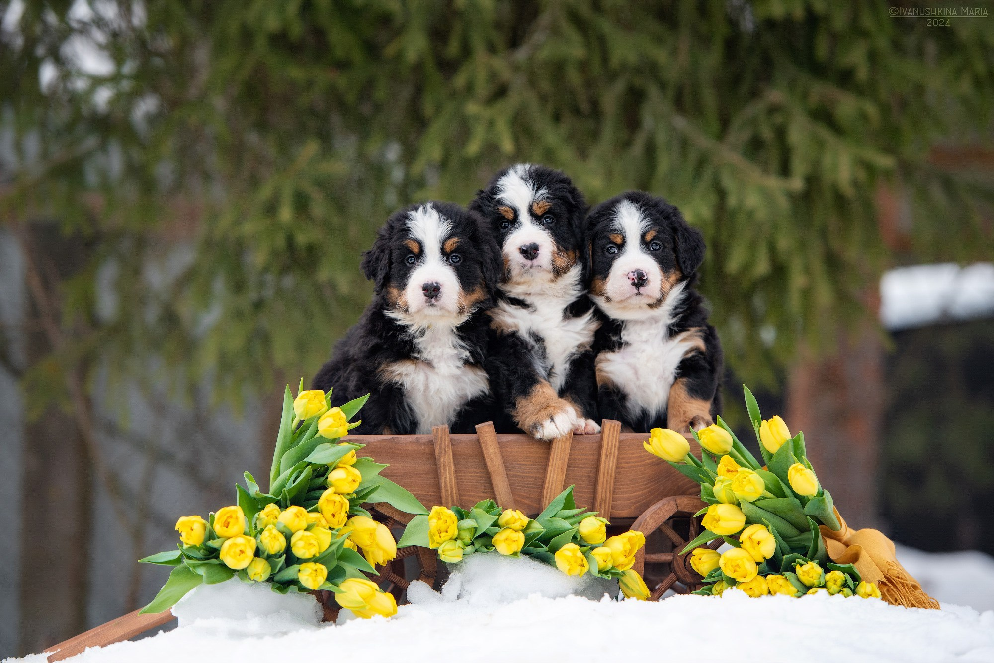 Фотосессия щенков на продажу. Фотограф собак в Москве и Московской области Иванушкина Мария