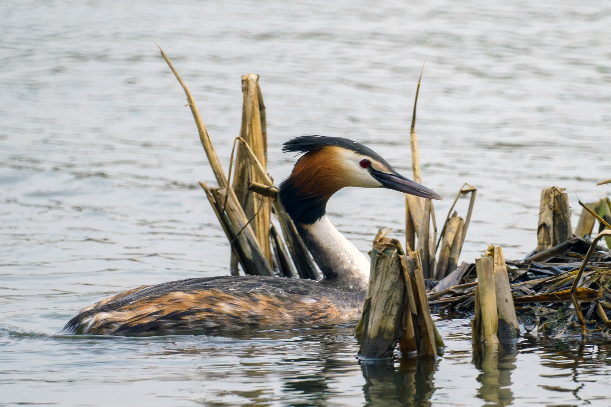Удивительные мир птиц. Вокруг нас столько прекрасного — присмотритесь!. Ваш личный фотограф Марина Волкова
