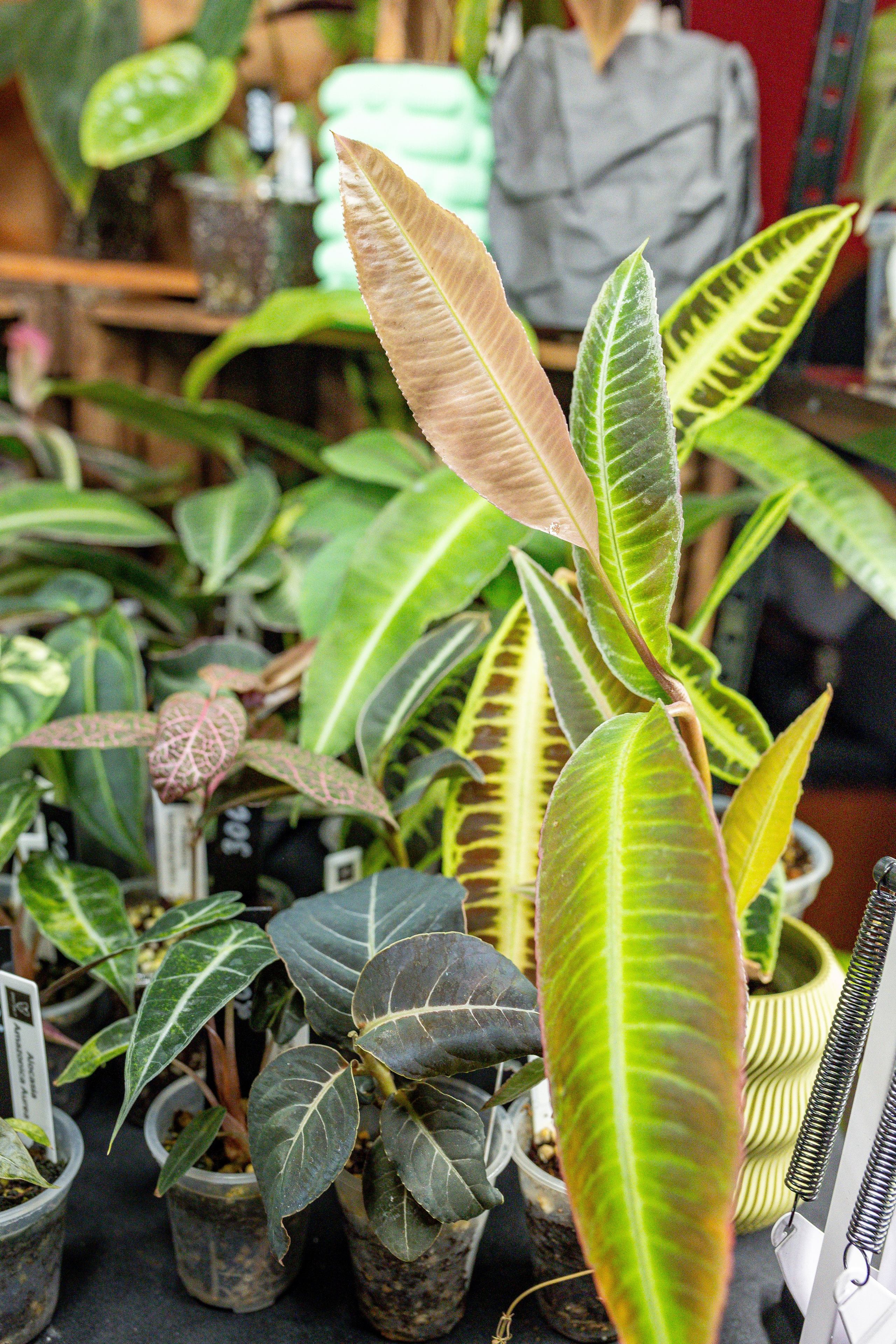 Growbox 5лет. Александра Куликова фотограф, Москва