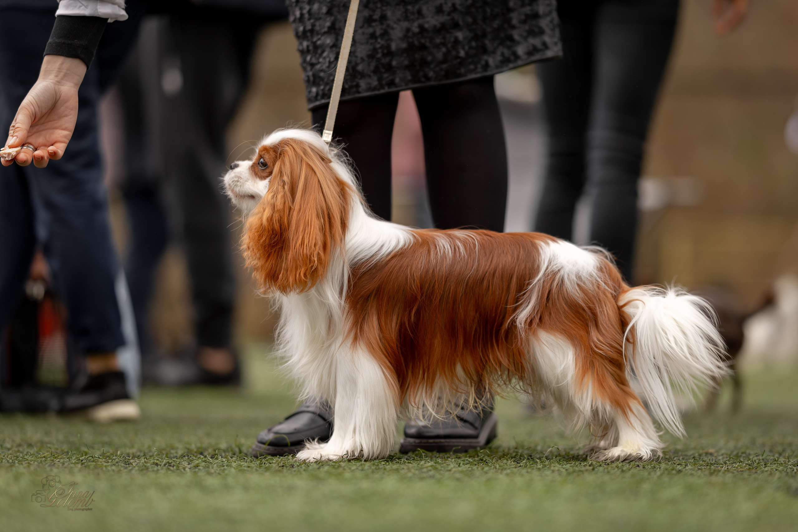 Выставка 17.12.23. Ирина Голомб|Фотограф-анималист в  Сочи и Калининграде