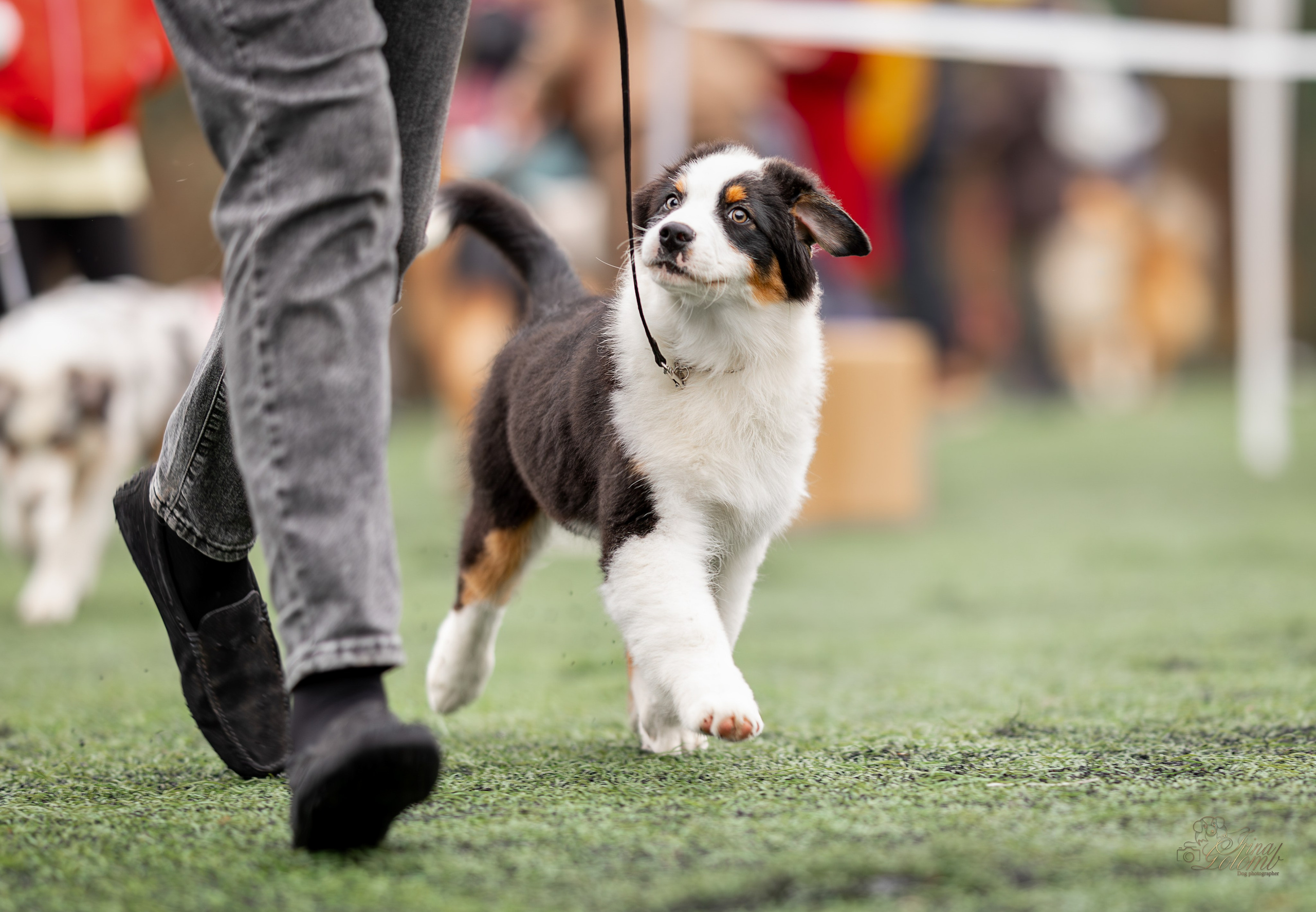 Выставка 17.12.23. Ирина Голомб|Фотограф-анималист в  Сочи и Калининграде