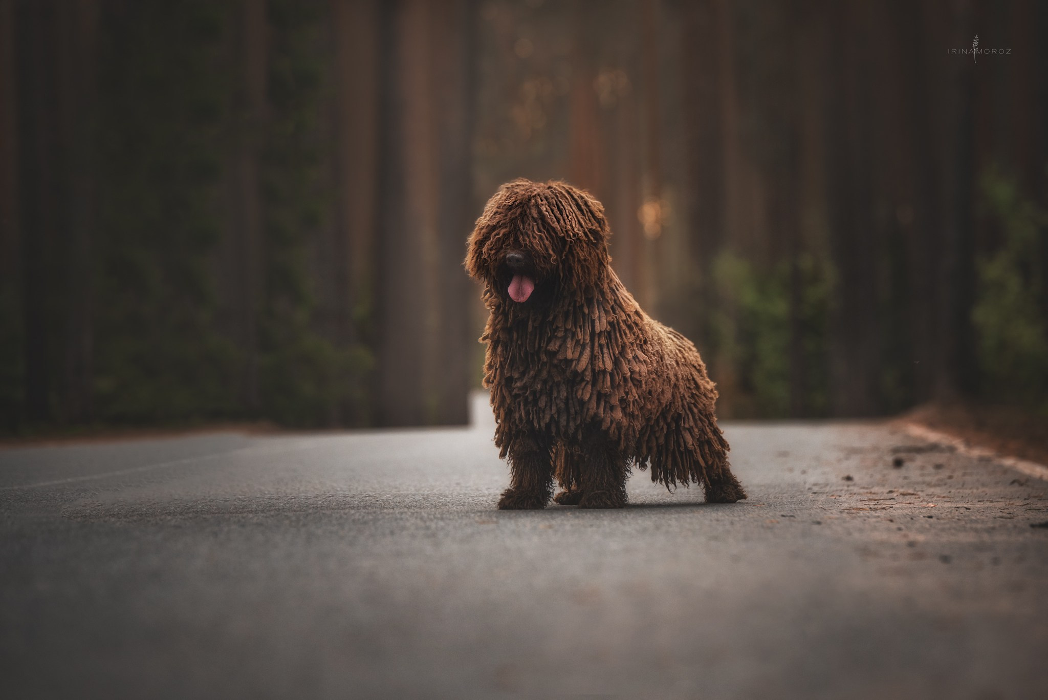 Испанская водяная собака. Семейный фотограф в Санкт-Петербурге Ирина Мороз