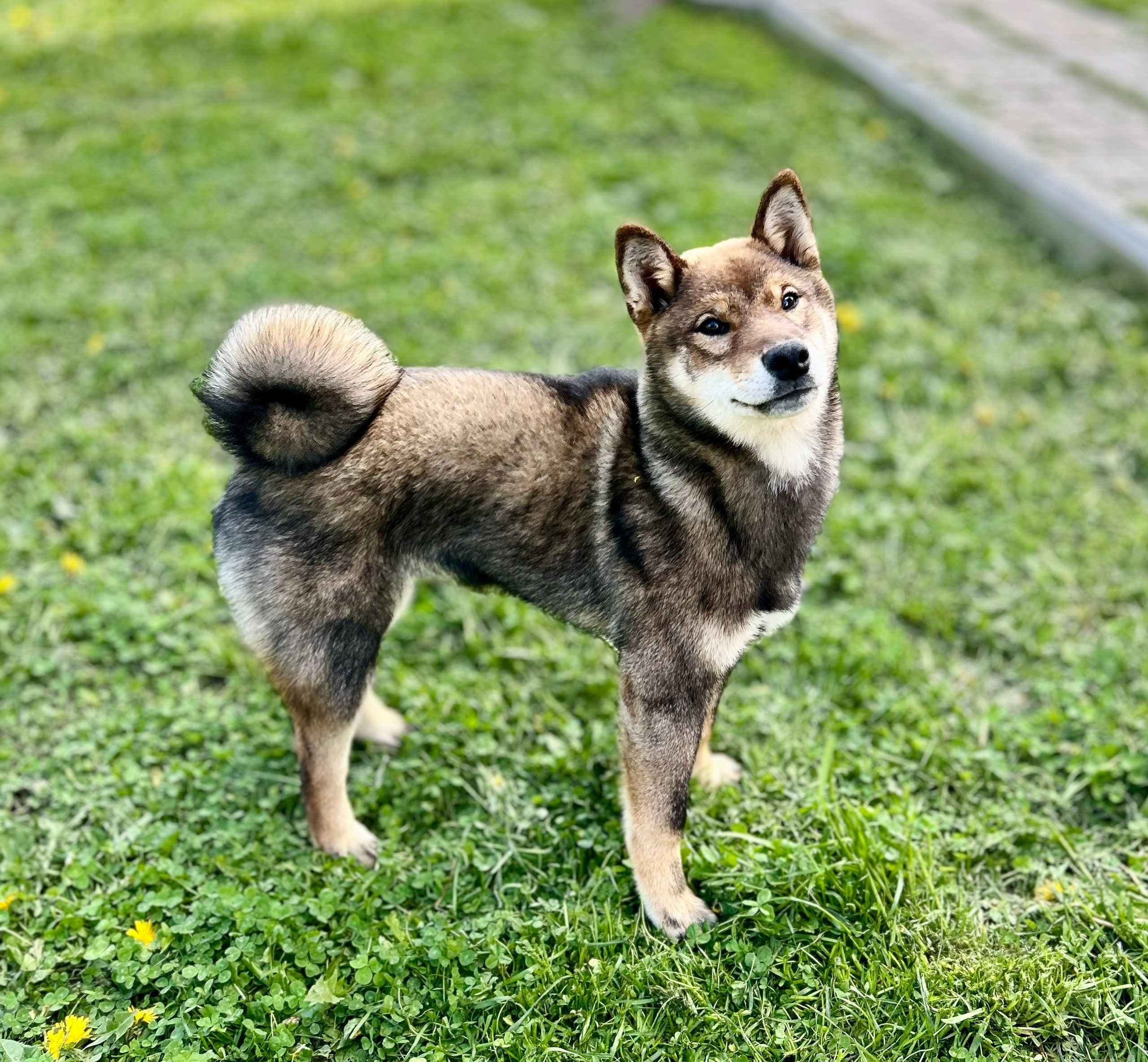 Шаман (сезам) * Шу_ Шаолинь Цукан. AMERICAN AKITA RUBYLIGHT KENNEL I SHIBA-INU