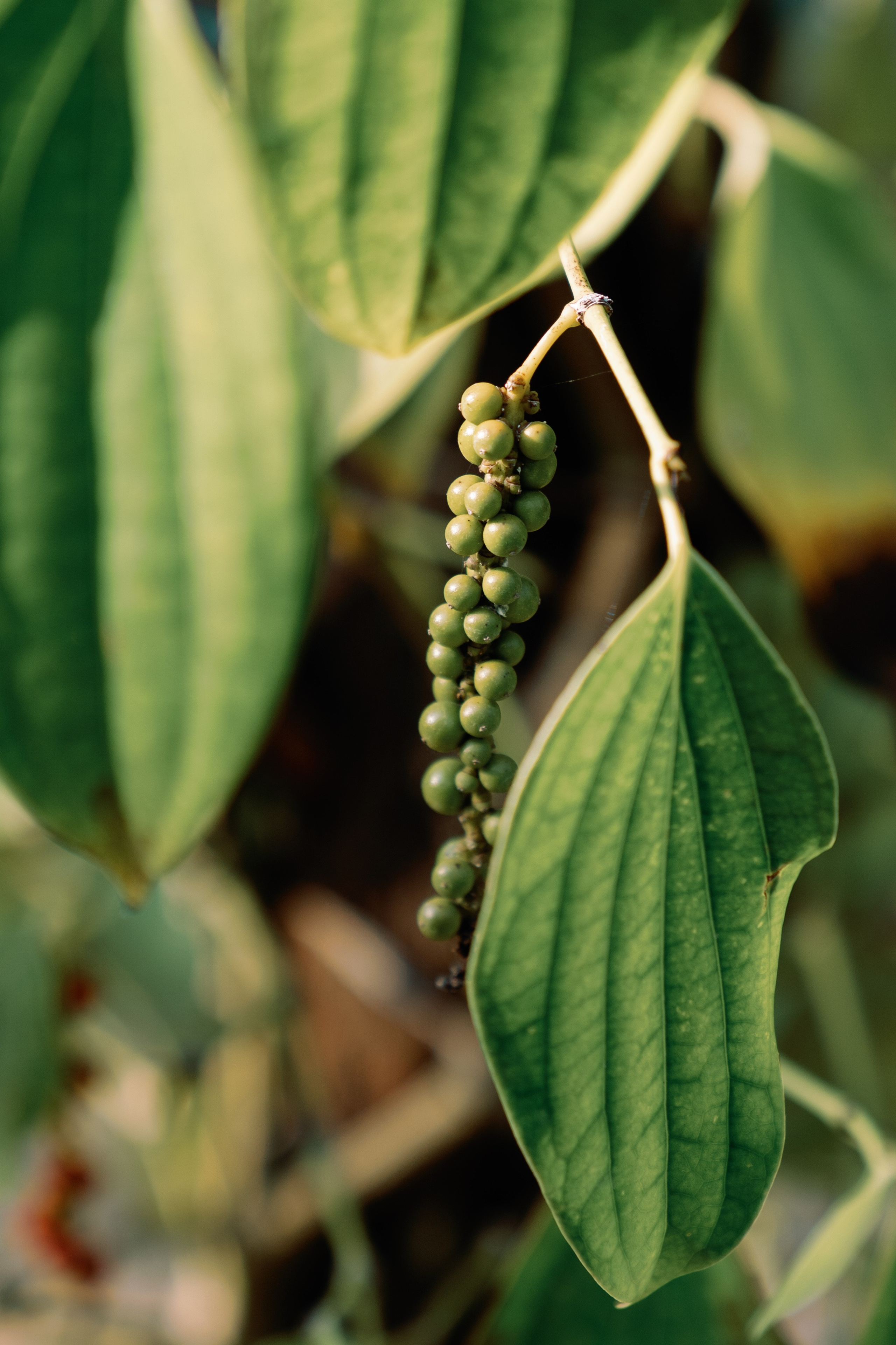 Green Bay Resort, Phu Quoc. Phu Quoc Photographer — Phu Quoc wedding Photograper