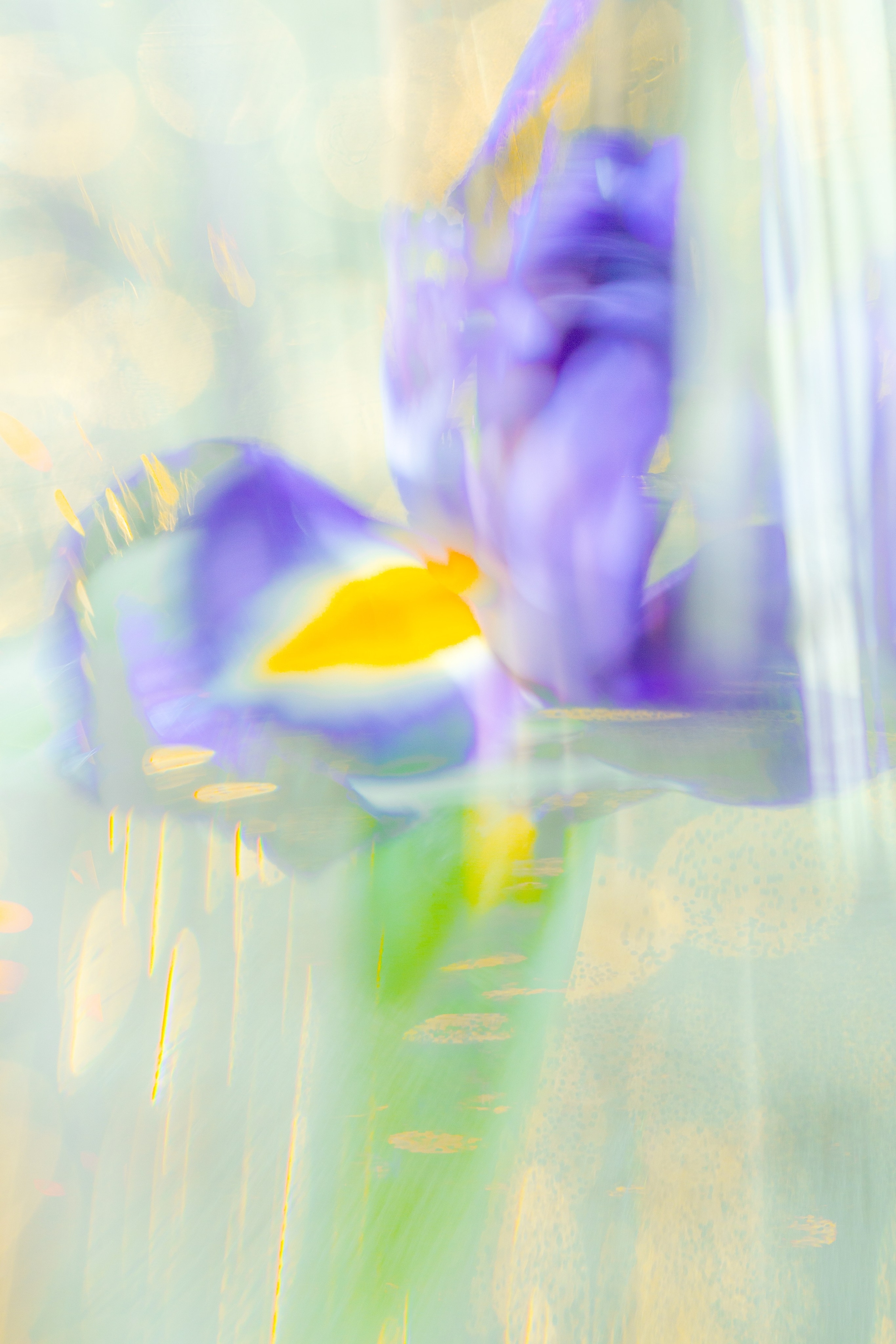 ЦВЕТА, 2025-2026. АННА ВЕРСО / ANNA VERSO | Визуальный художник / Visual artist