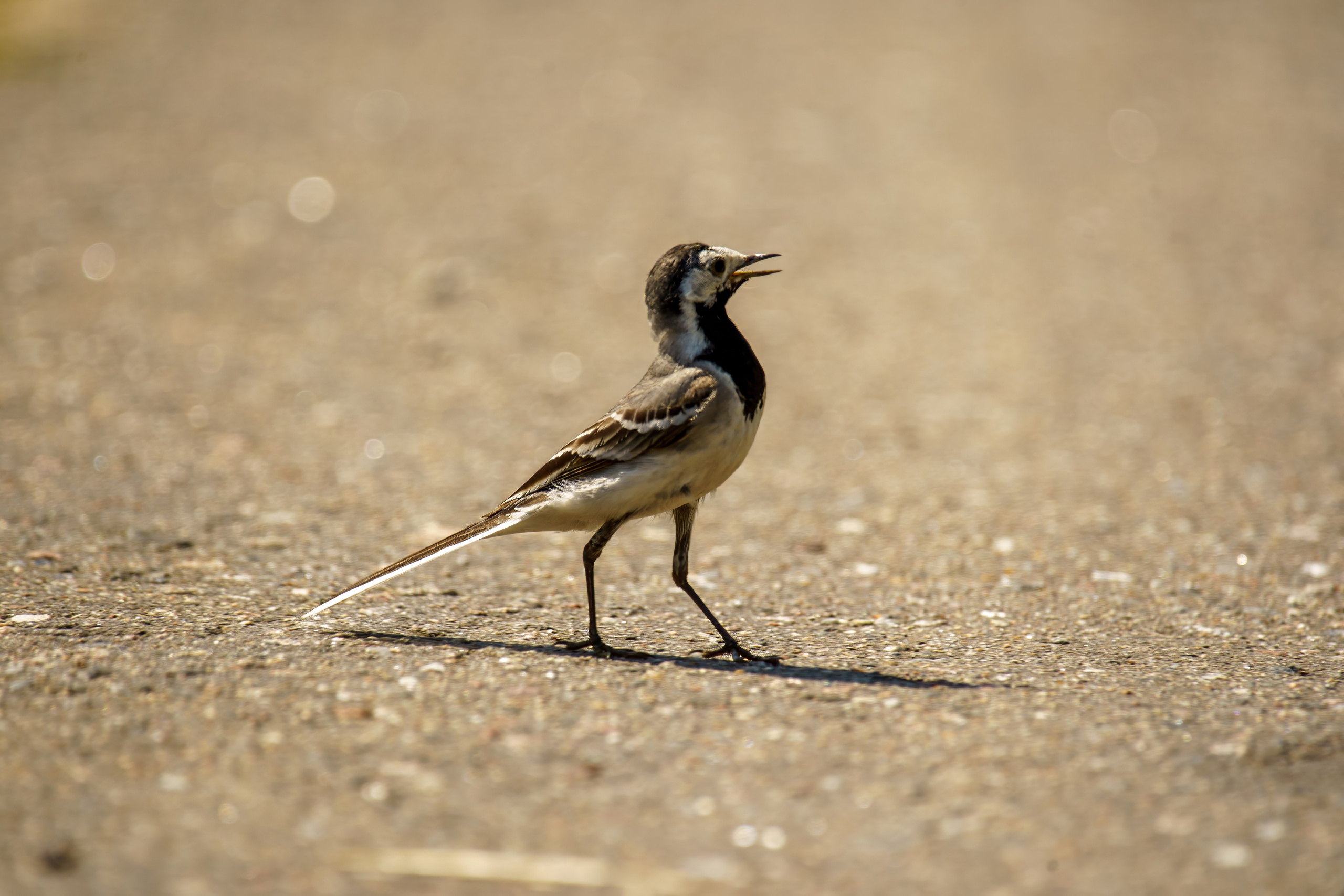 Animals — Животные