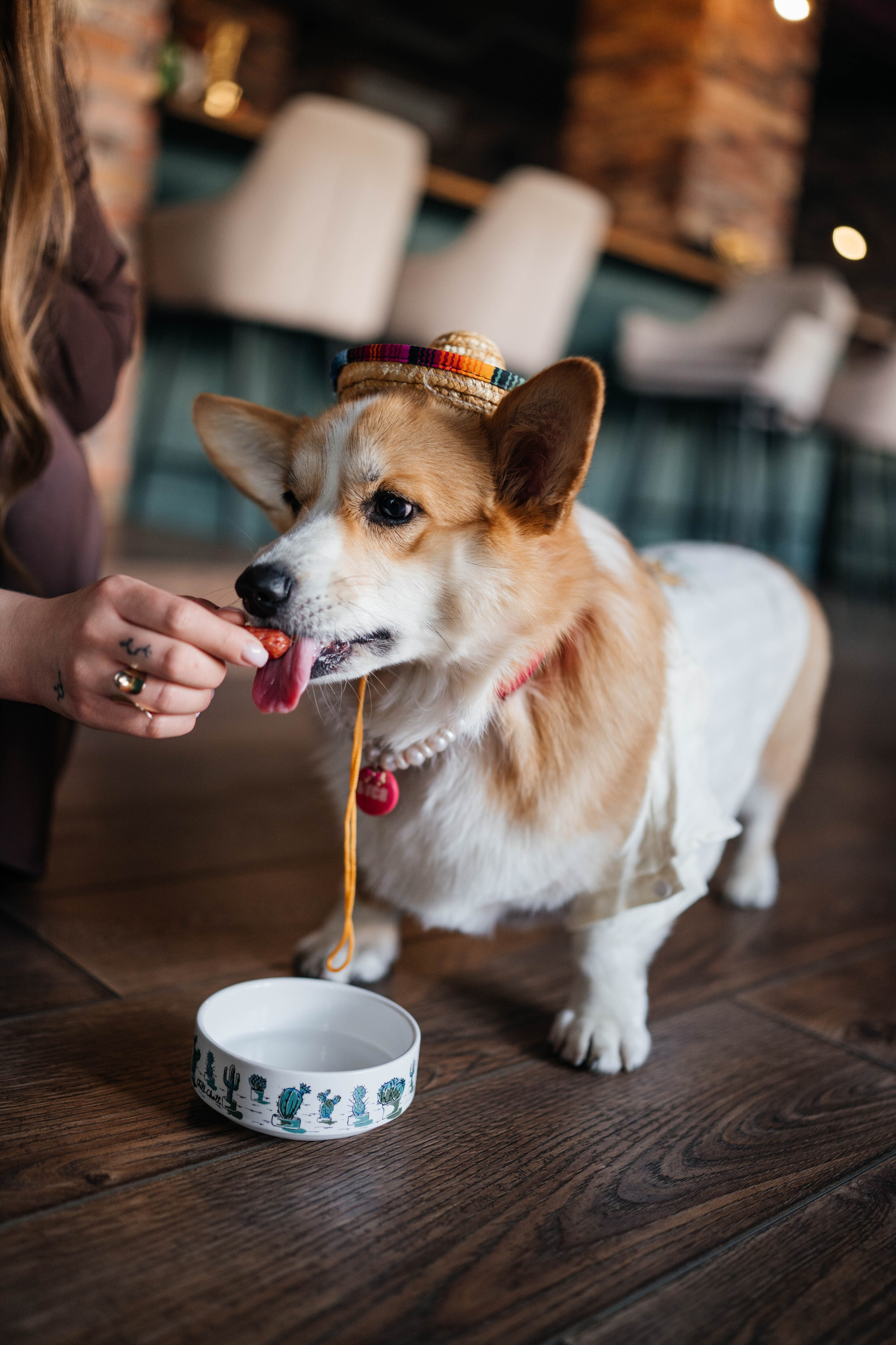 Съемки с животными. Https://instagram.com/ana.stasia.n