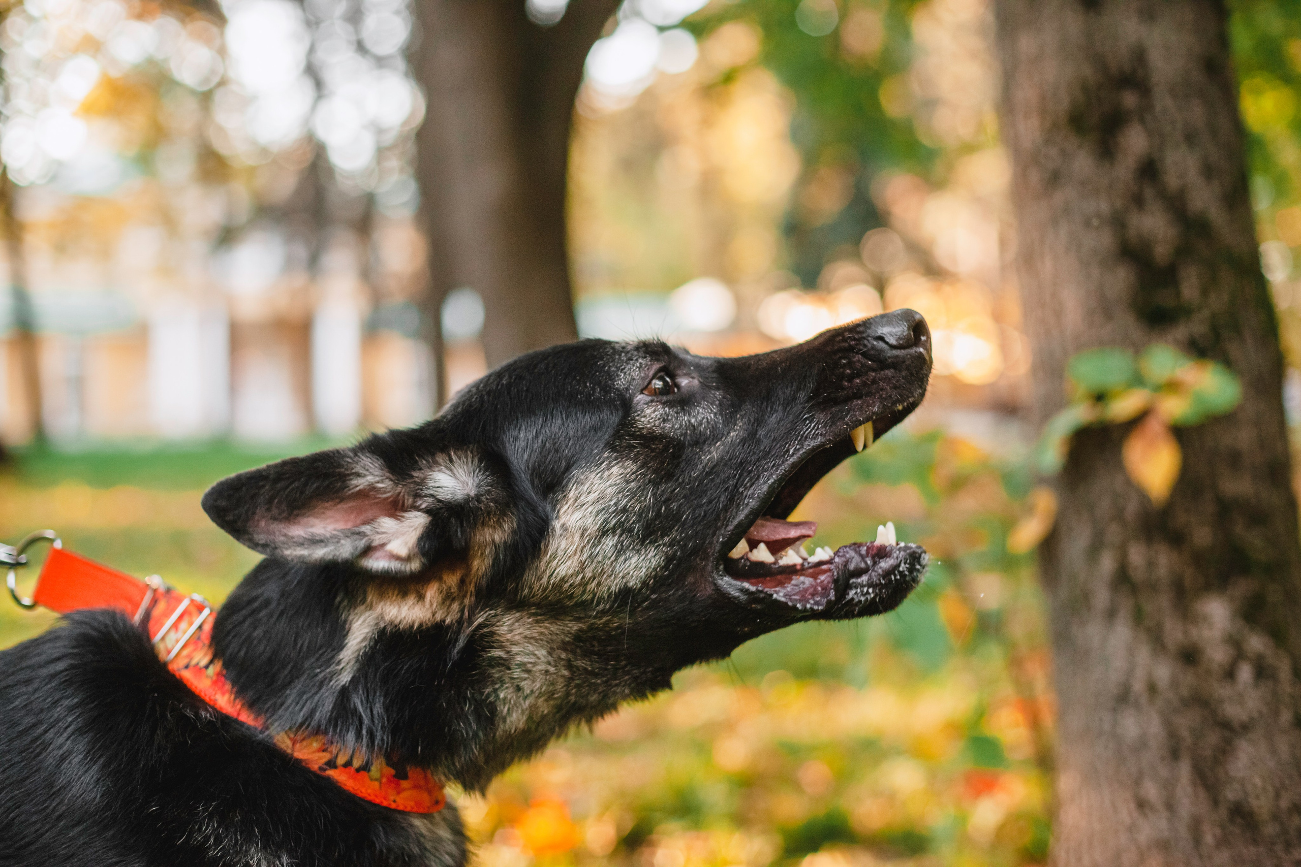 Илай. Фотограф-анималист Татьяна Степанова