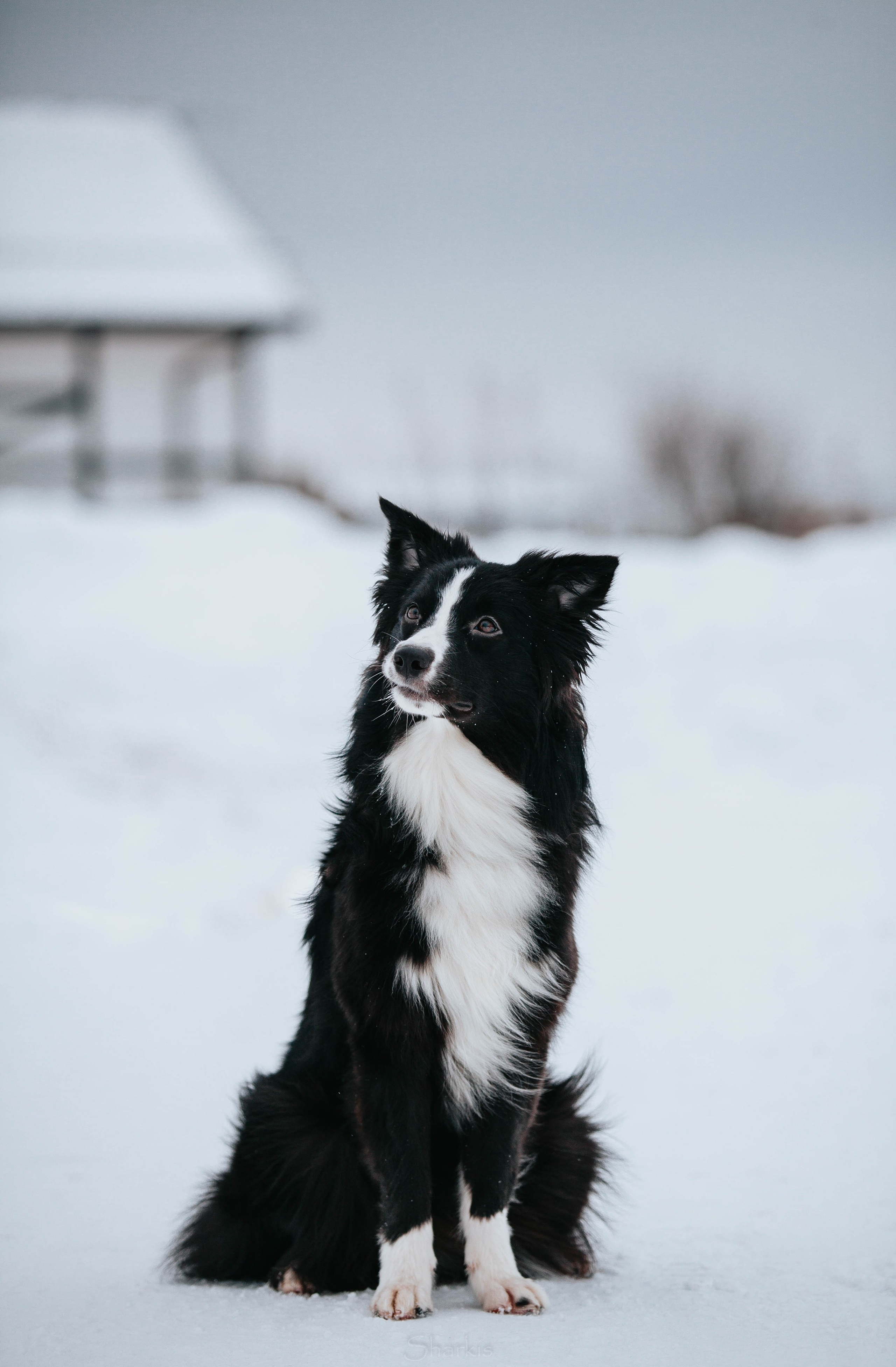 Хава. BLGKV питомник собак