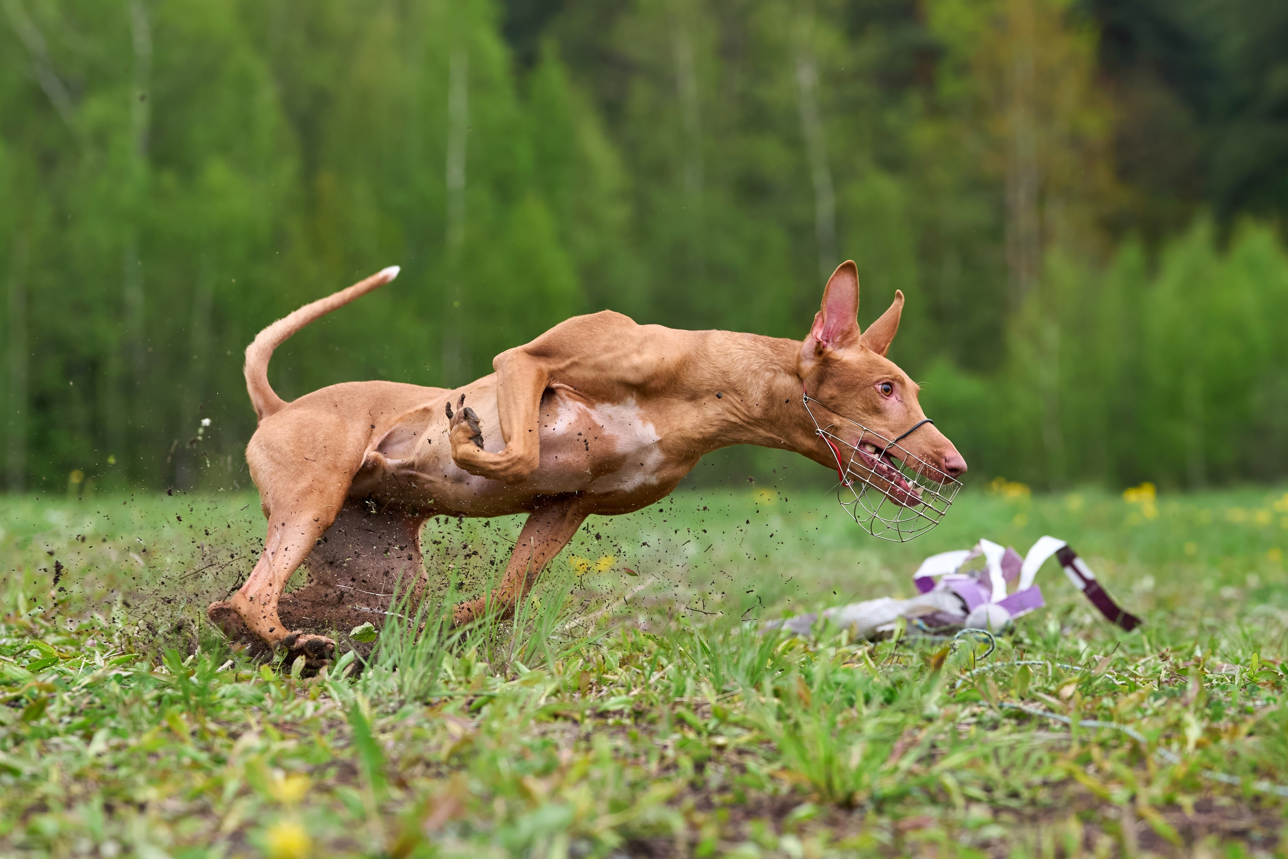 Тренировка по курсингу Донино. Фотограф-анималист Михаил Манухин