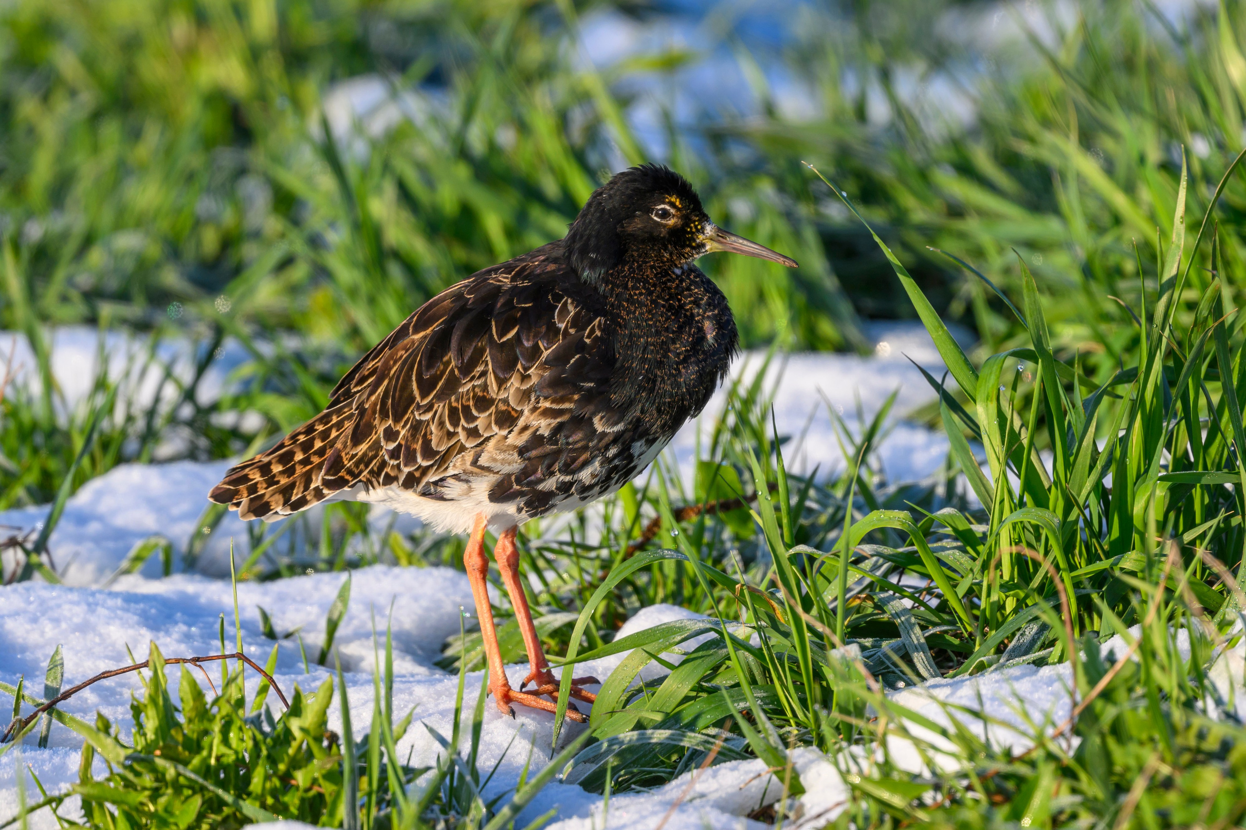 После снегопада. Wildlife photography by Sergey Puponin