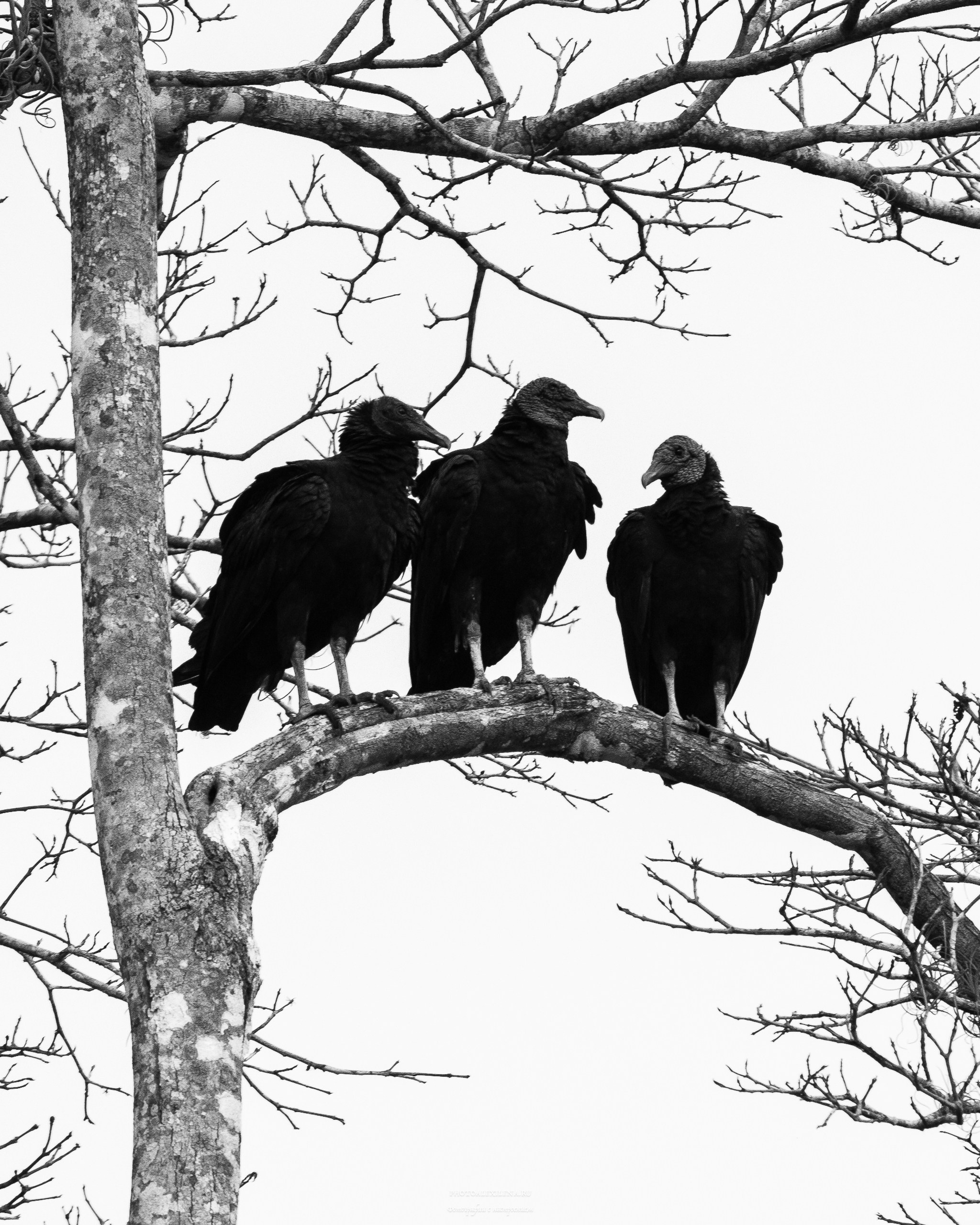 Чёрно-белые птицы. Авторские стильные фотокартины
