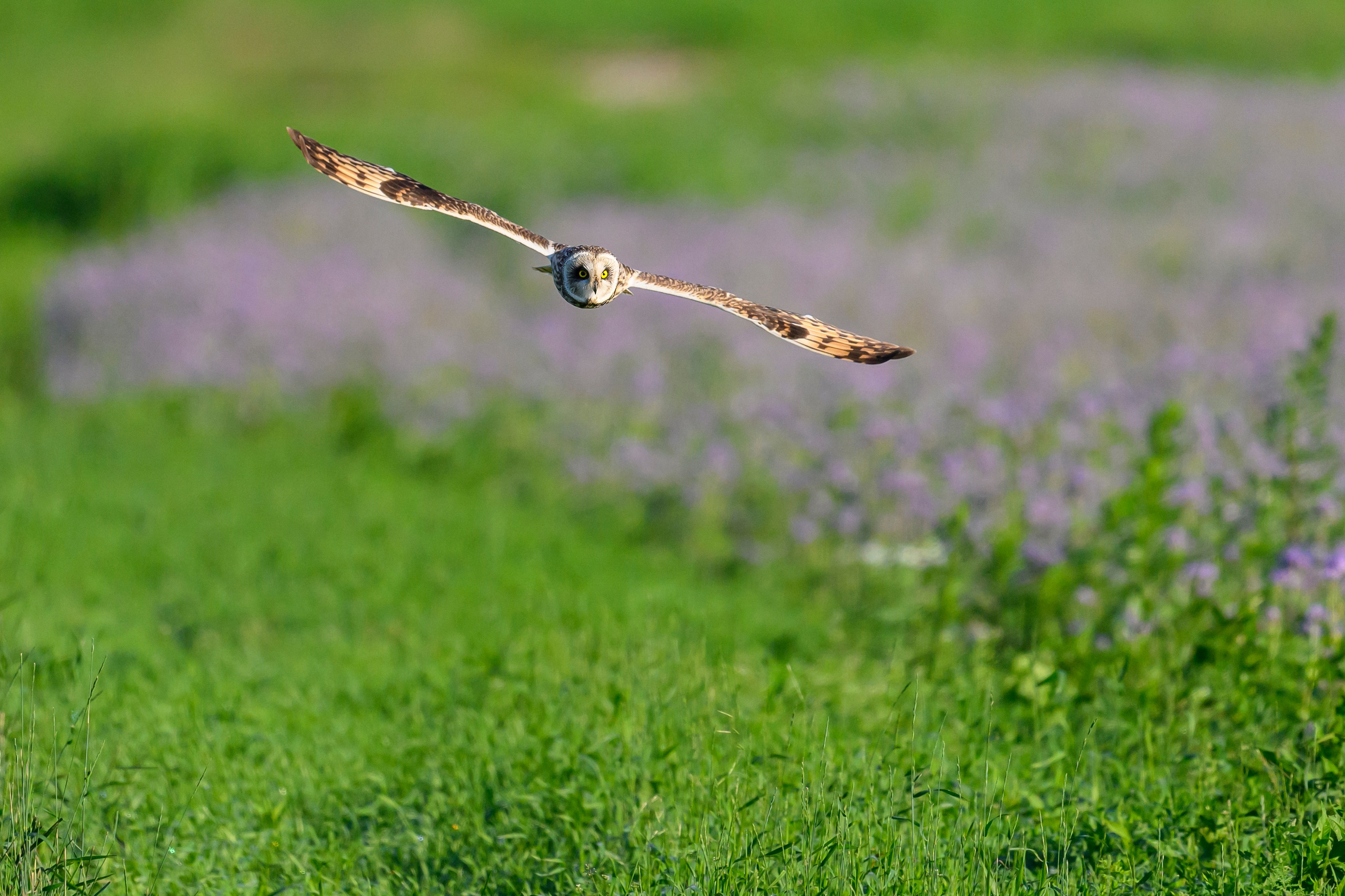 Охота совы. Фотограф Сергей Пупонин