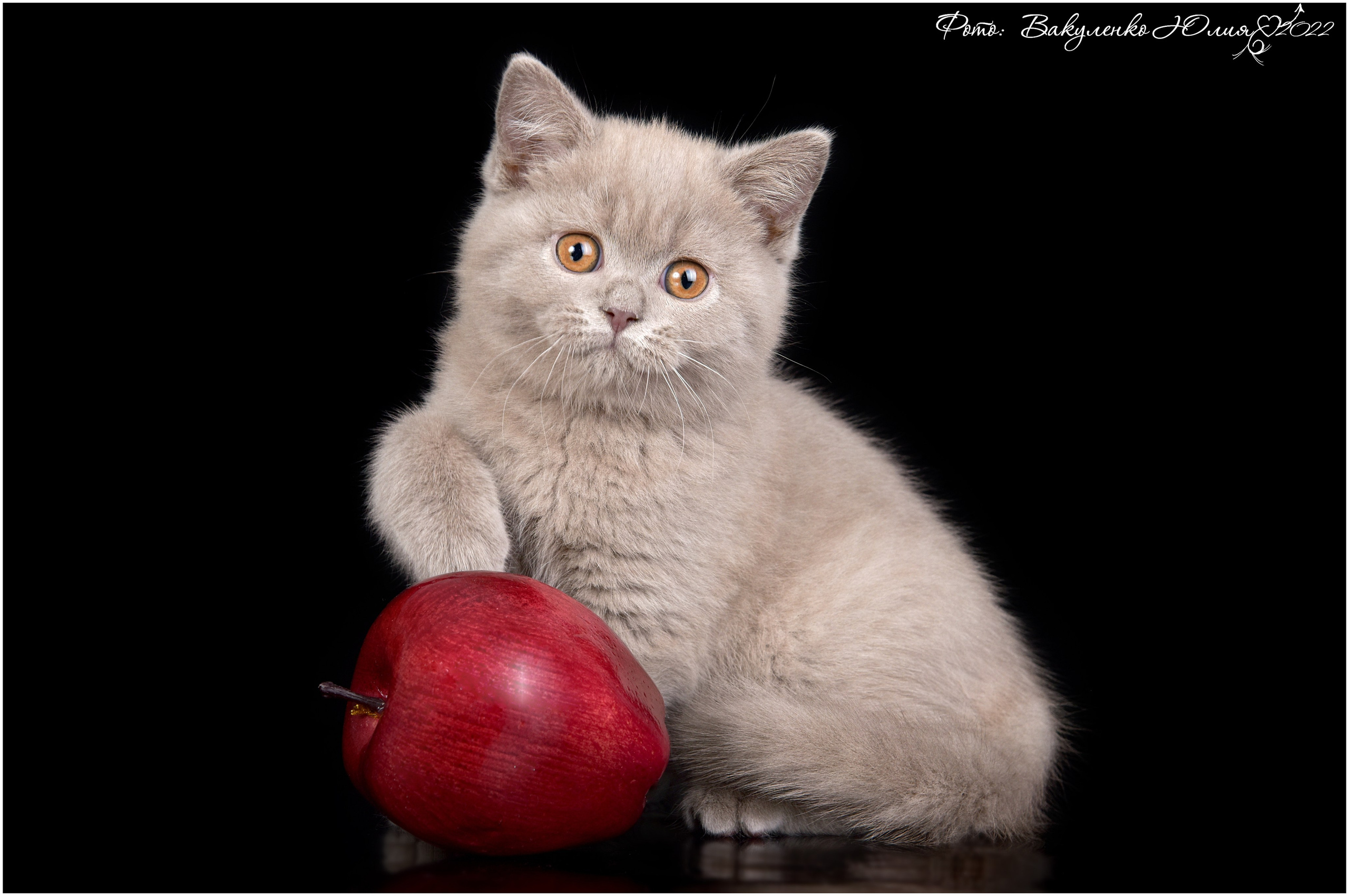 Котята. Фотограф анималист | семейный Юлия Вакуленко, г. Краснодар