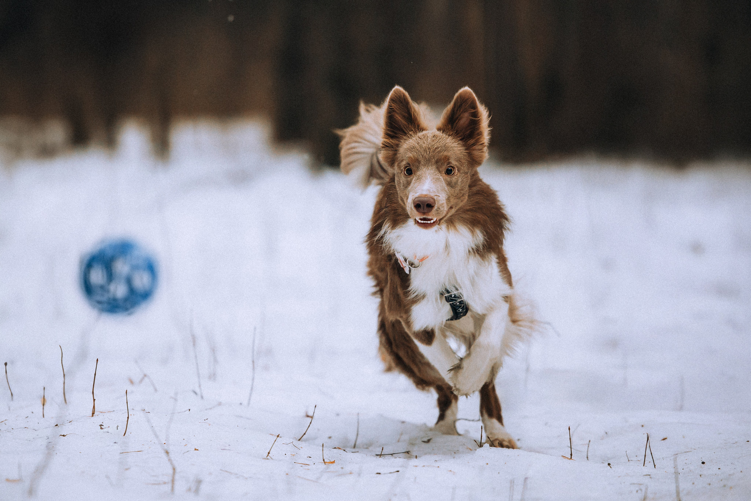 Полина, Милли и Паддингтон