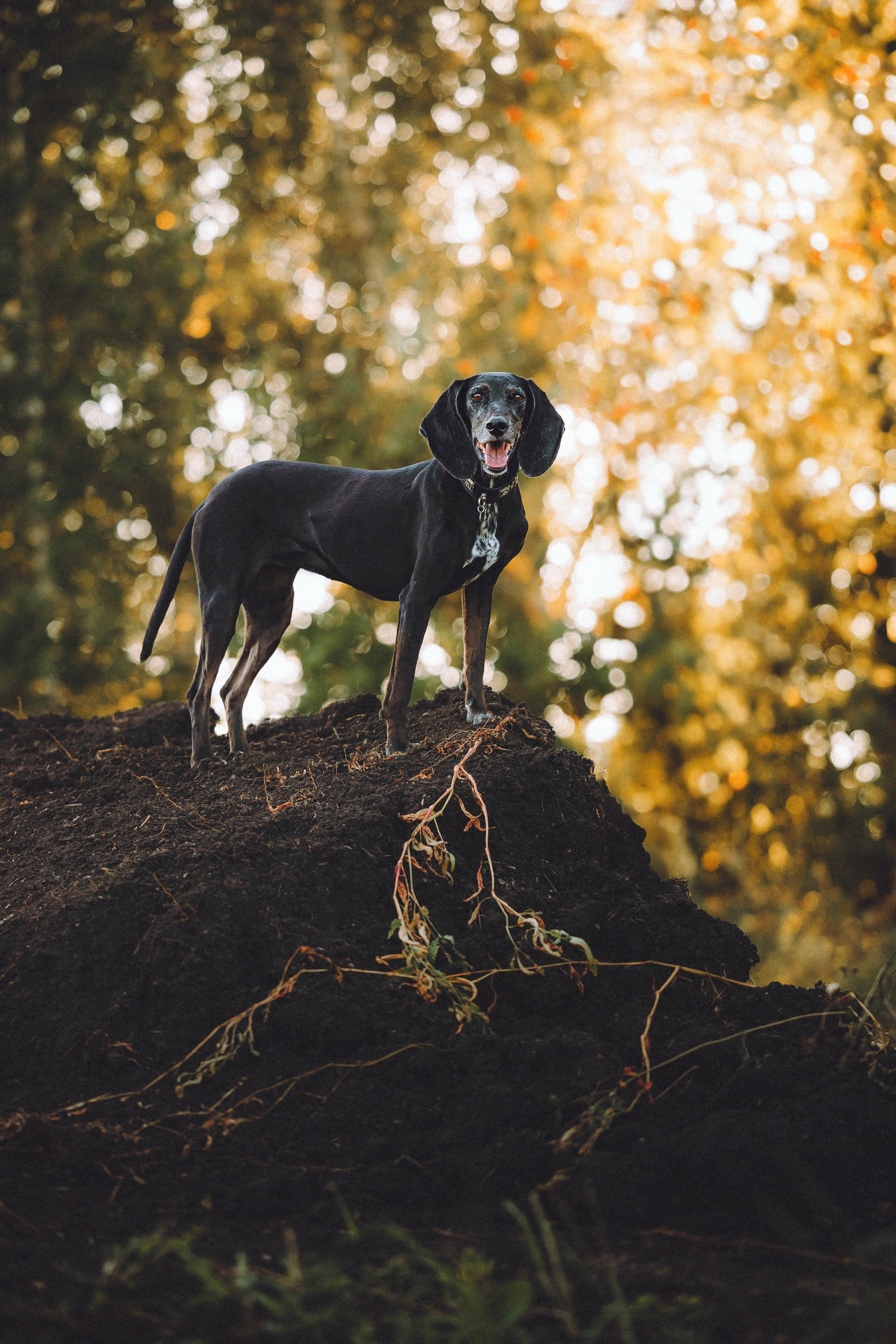 Камри и Пафи