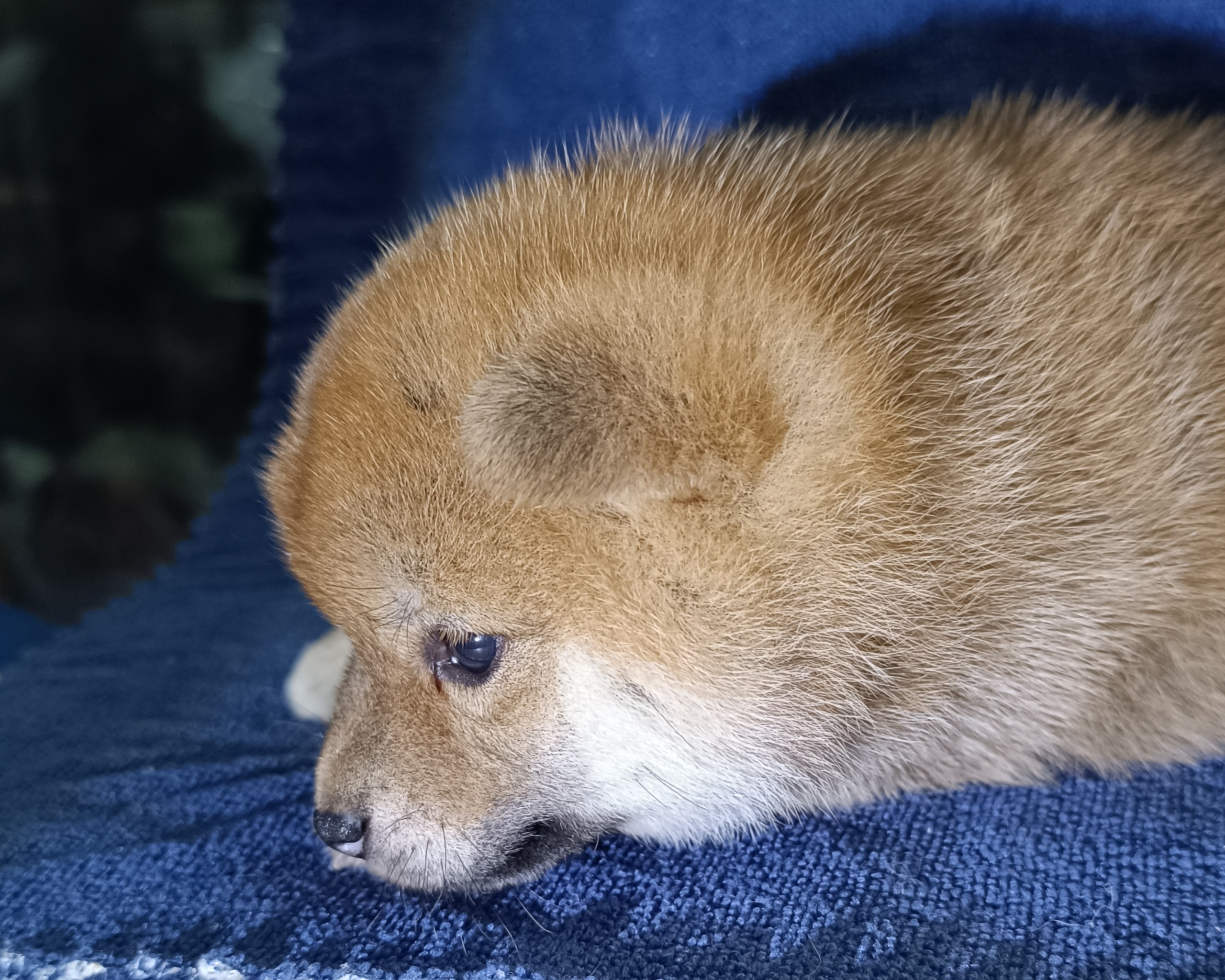 сиба питомник Рубилайт щенки на продажу rubylight  сиба щенки купить СПб Санкт-Петербург 