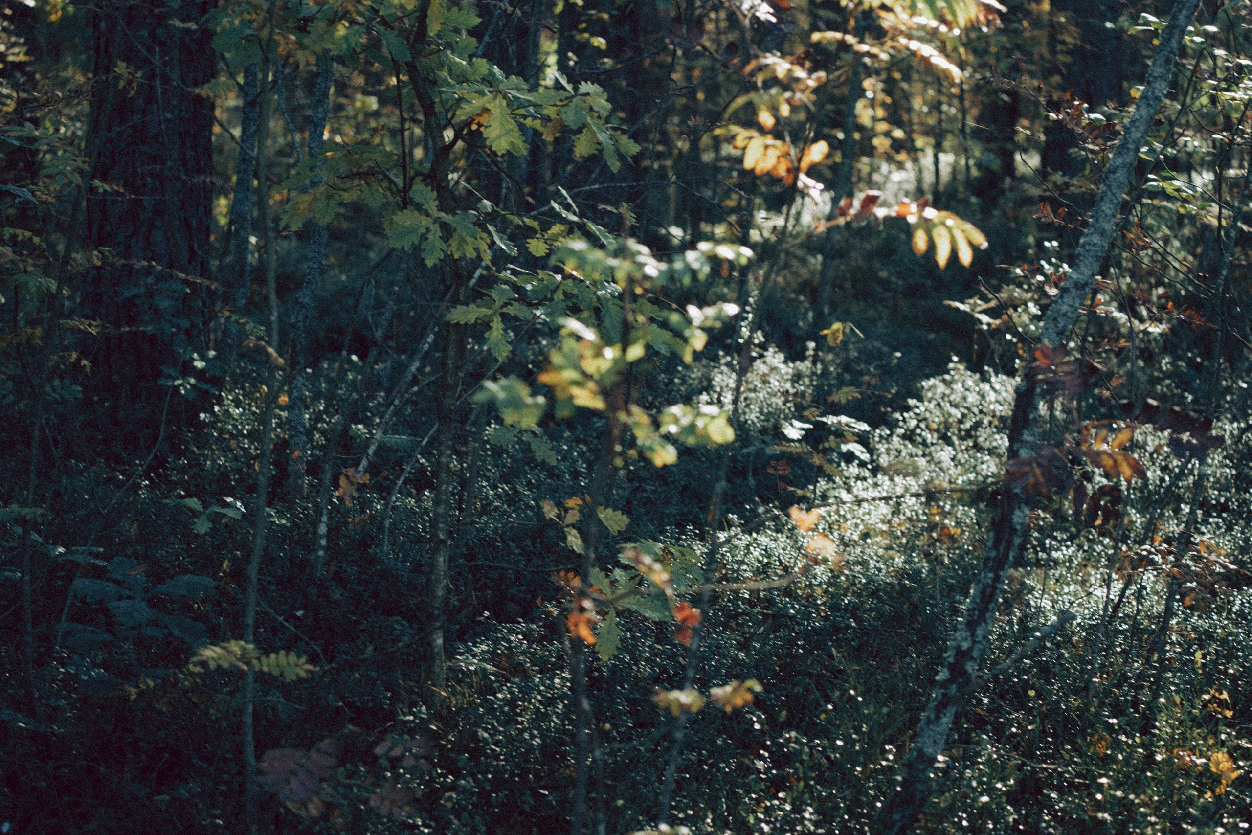 Осеняя прогулка. Профессиональный фотограф, Санкт-Петербург — Виктория Богомолова