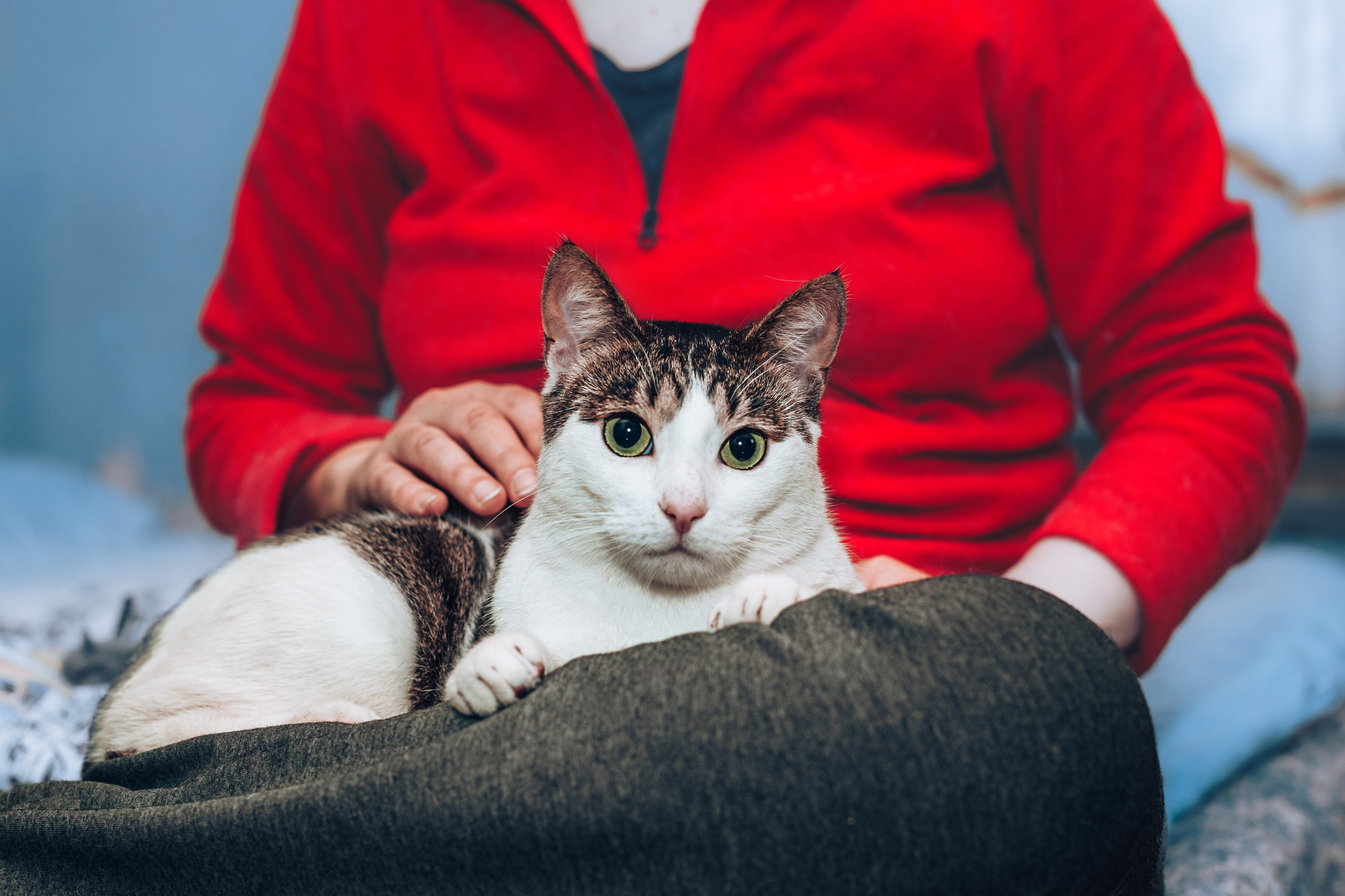 Кошки в поиске дома 2025. Фотограф-анималист Татьяна Степанова