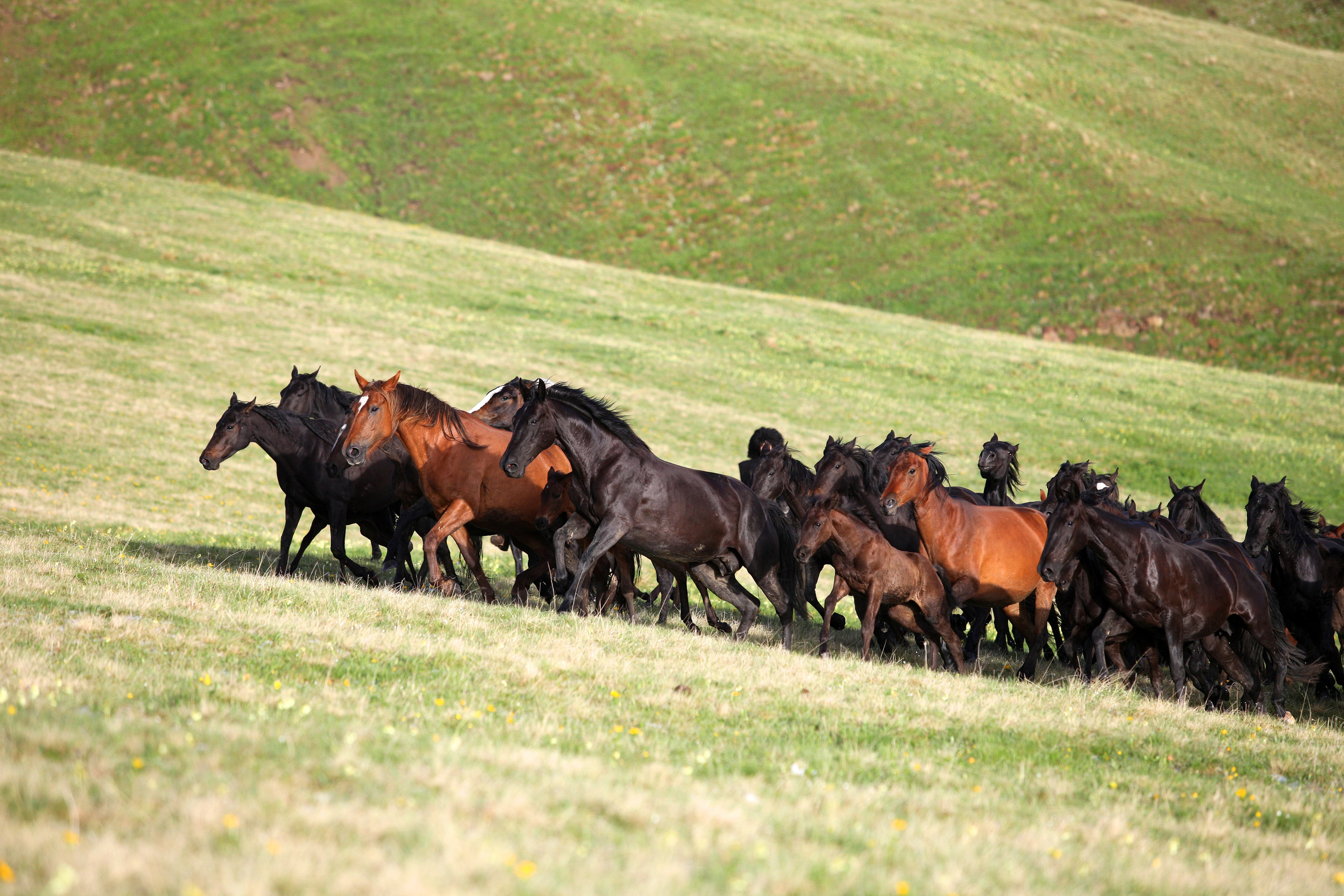 Лошади. Фотограф-анималист Юлия Удовенко
