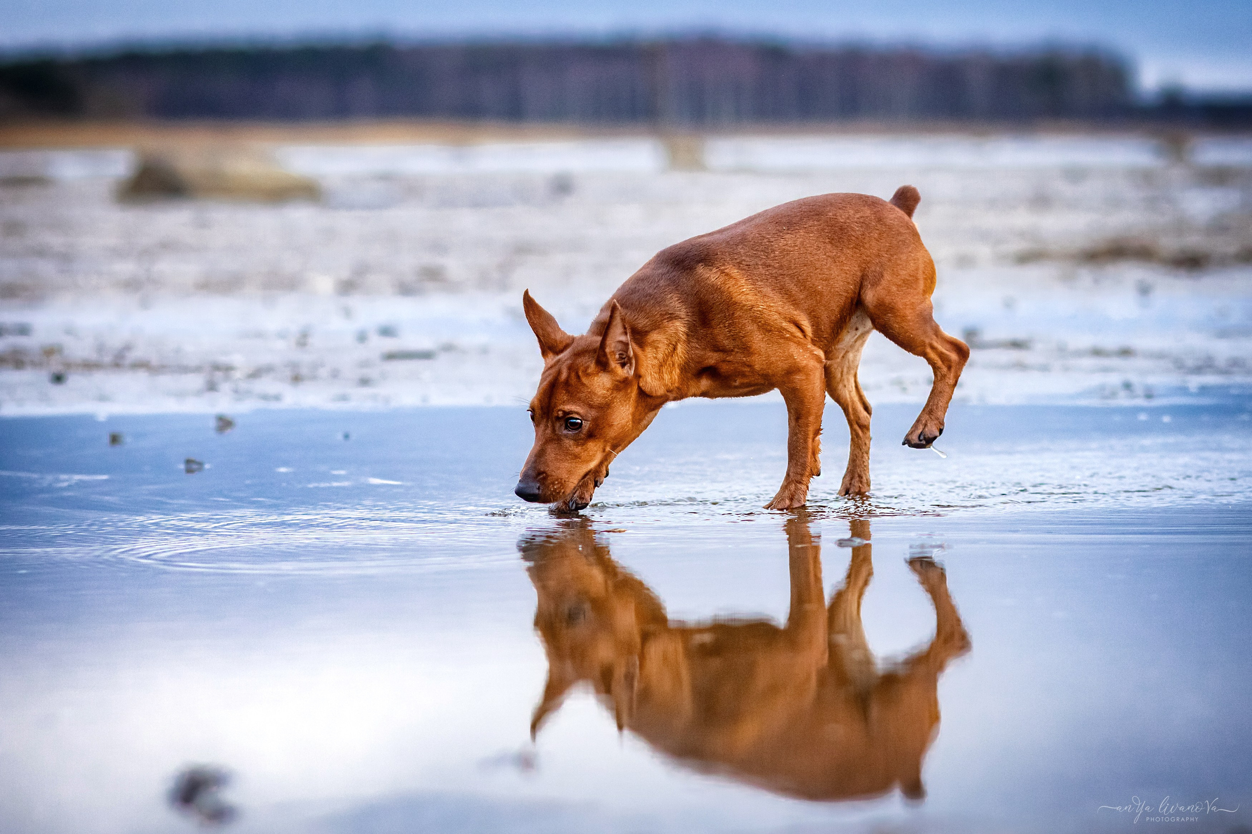 Пашка. Фотограф анималист Аня Ливанова | Рыбинск