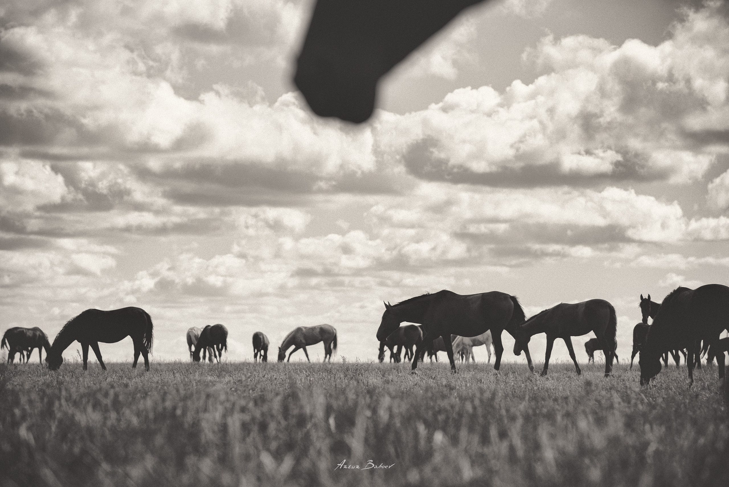 Gallery. Art photos of horses — ARTUR BABOEV | Photographer