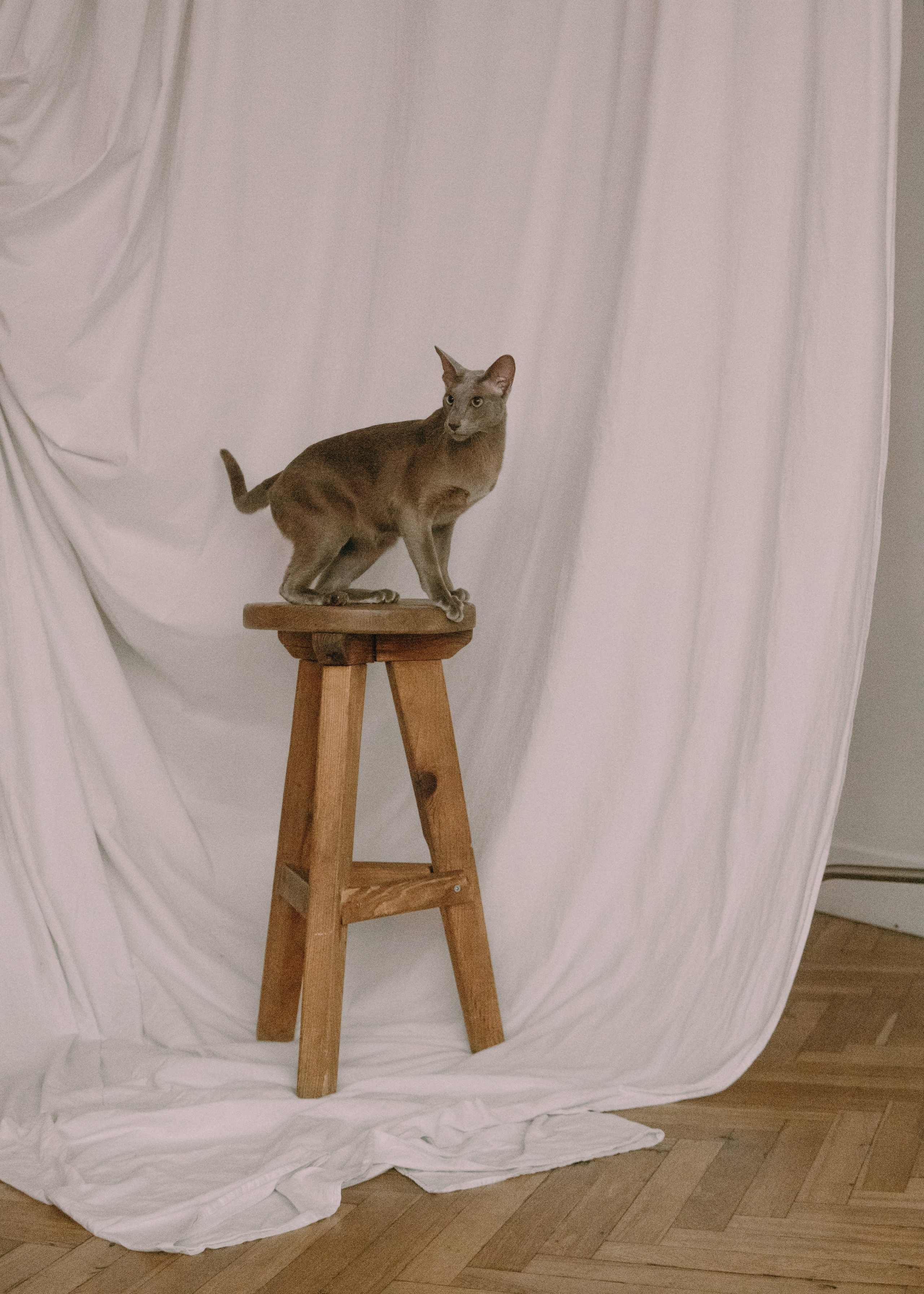 Амина, Булат и Орион. Фотограф-анималист Ксения Воробьева, Москва