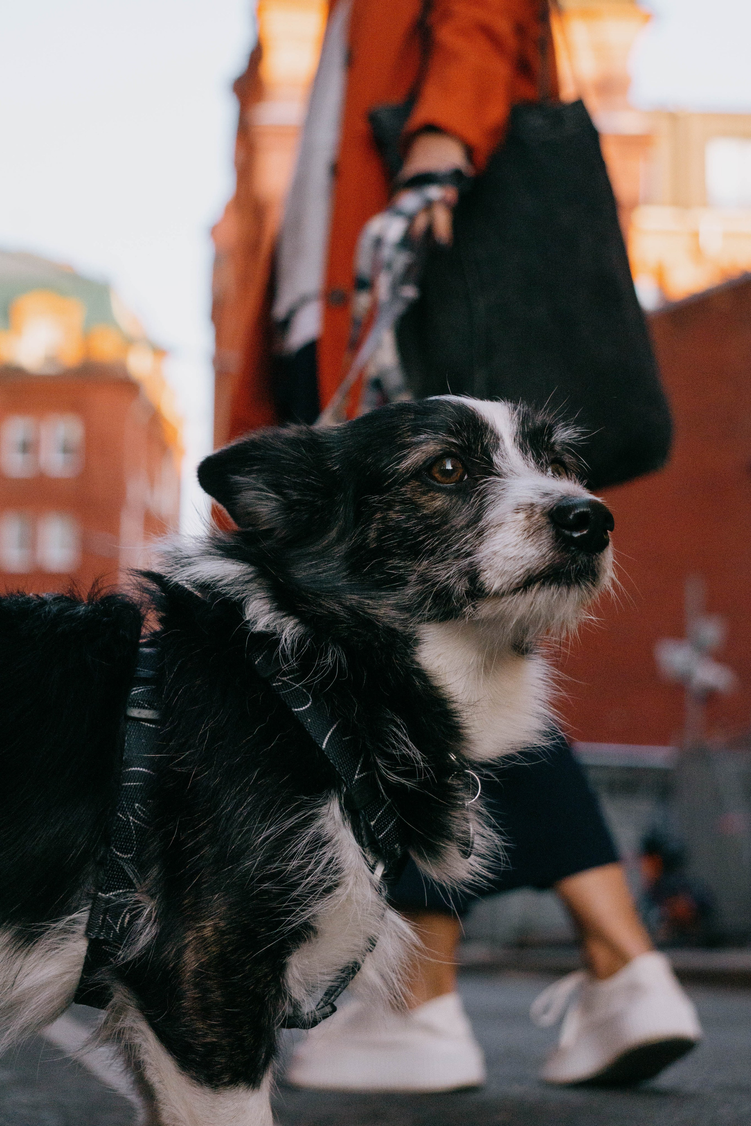 Даша и Тюбик. Фотограф-анималист Ксения Воробьева, Москва