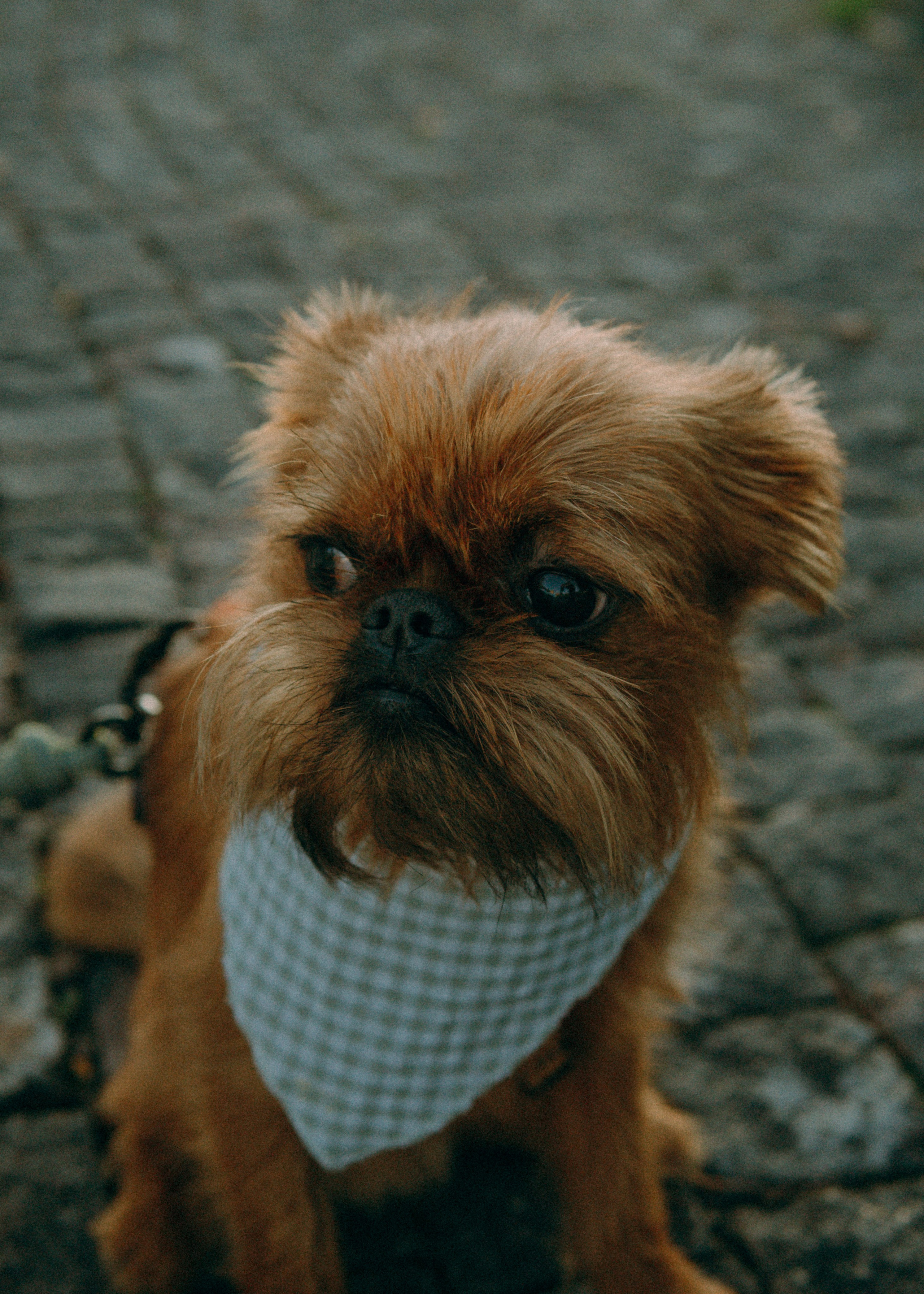 Лена и Альфи. Фотограф-анималист Ксения Воробьева, Москва