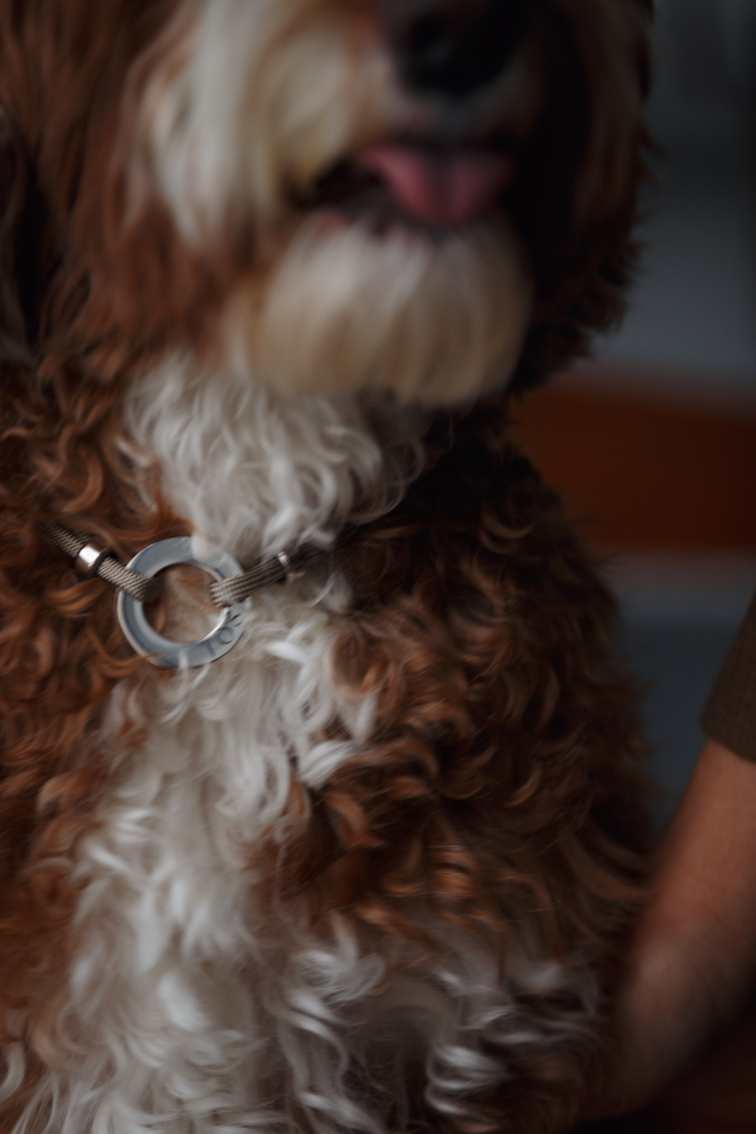 Bmbh лежанки и адресники. Фотограф анималист Кристина Карпова, Москва