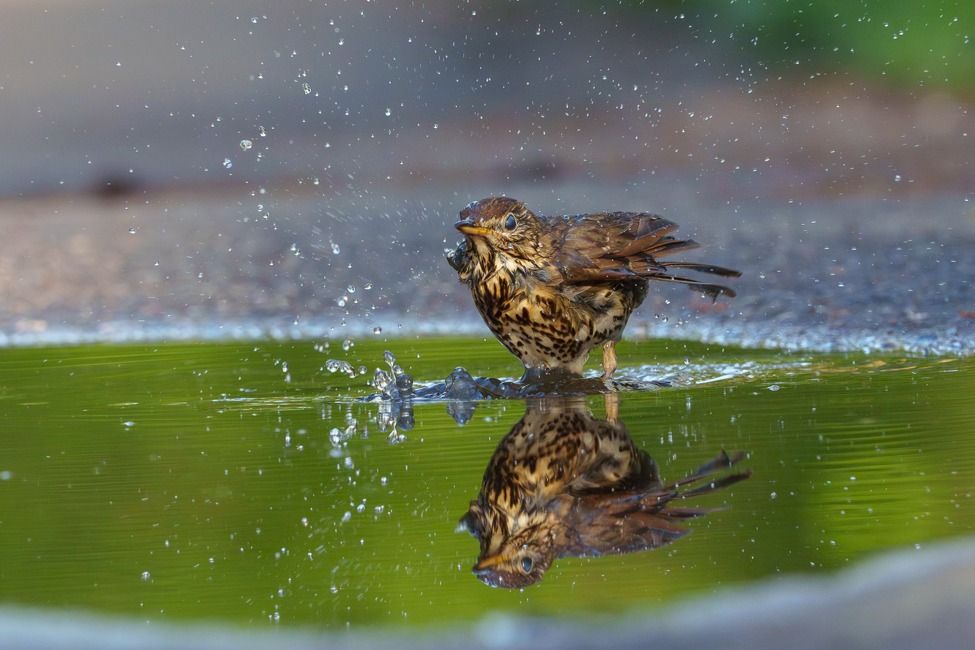 Удивительные мир птиц. Вокруг нас столько прекрасного — присмотритесь!. Ваш личный фотограф Марина Волкова