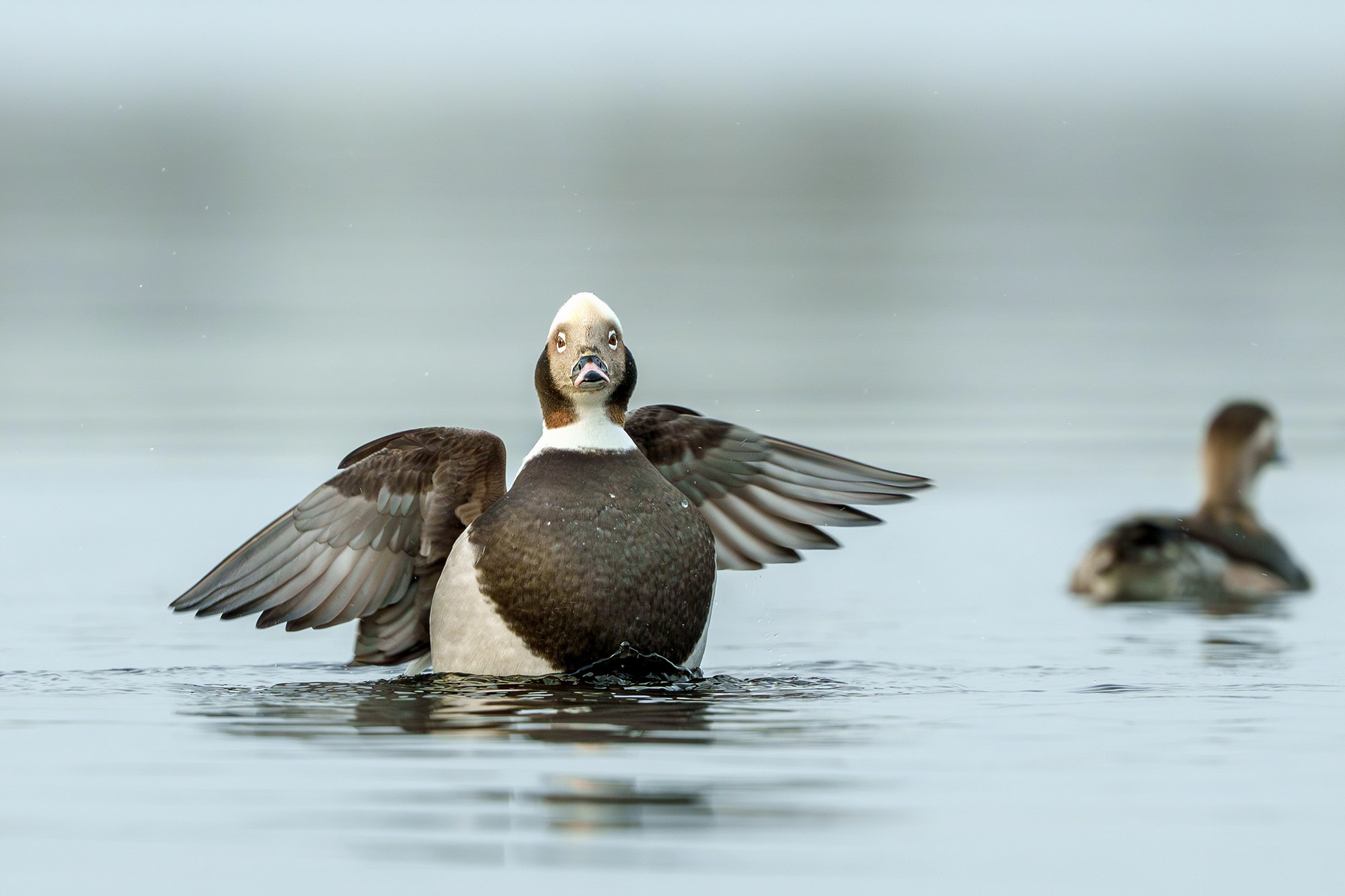 Удивительные мир птиц. Вокруг нас столько прекрасного — присмотритесь!. Ваш личный фотограф Марина Волкова