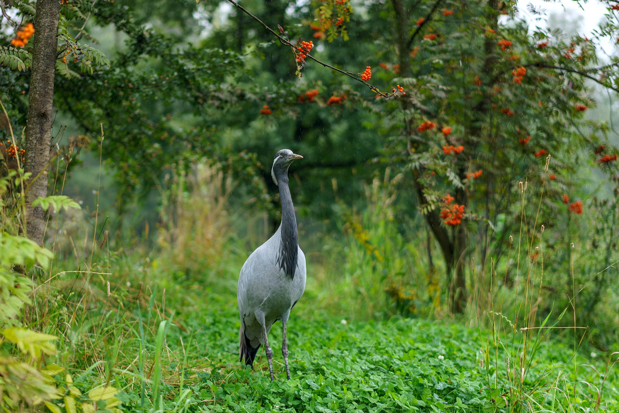 Удивительные мир птиц. Вокруг нас столько прекрасного — присмотритесь!. Ваш личный фотограф Марина Волкова
