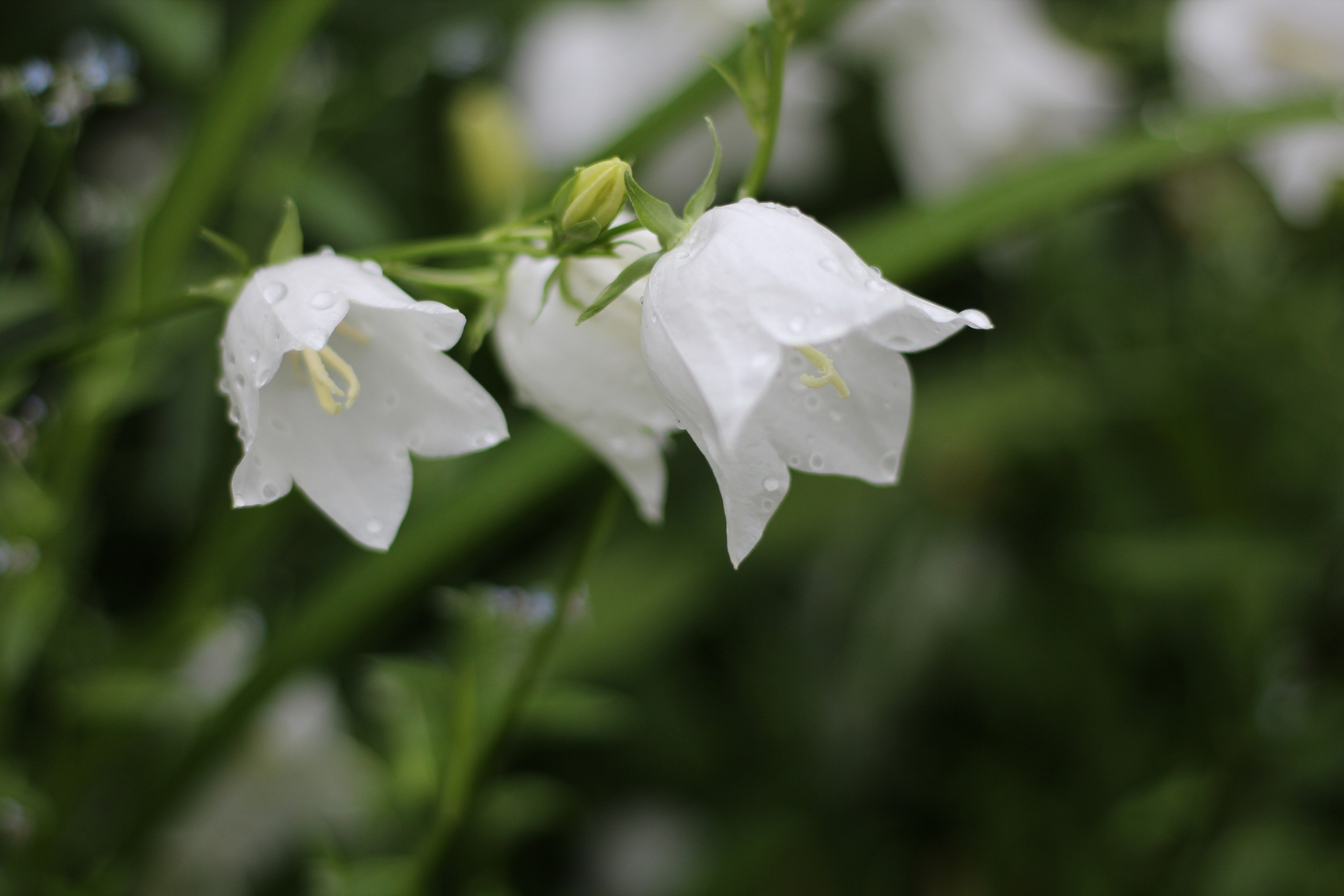 Предметная фотография. Семейный и детский фотограф в Москве Анастасия Крейнина