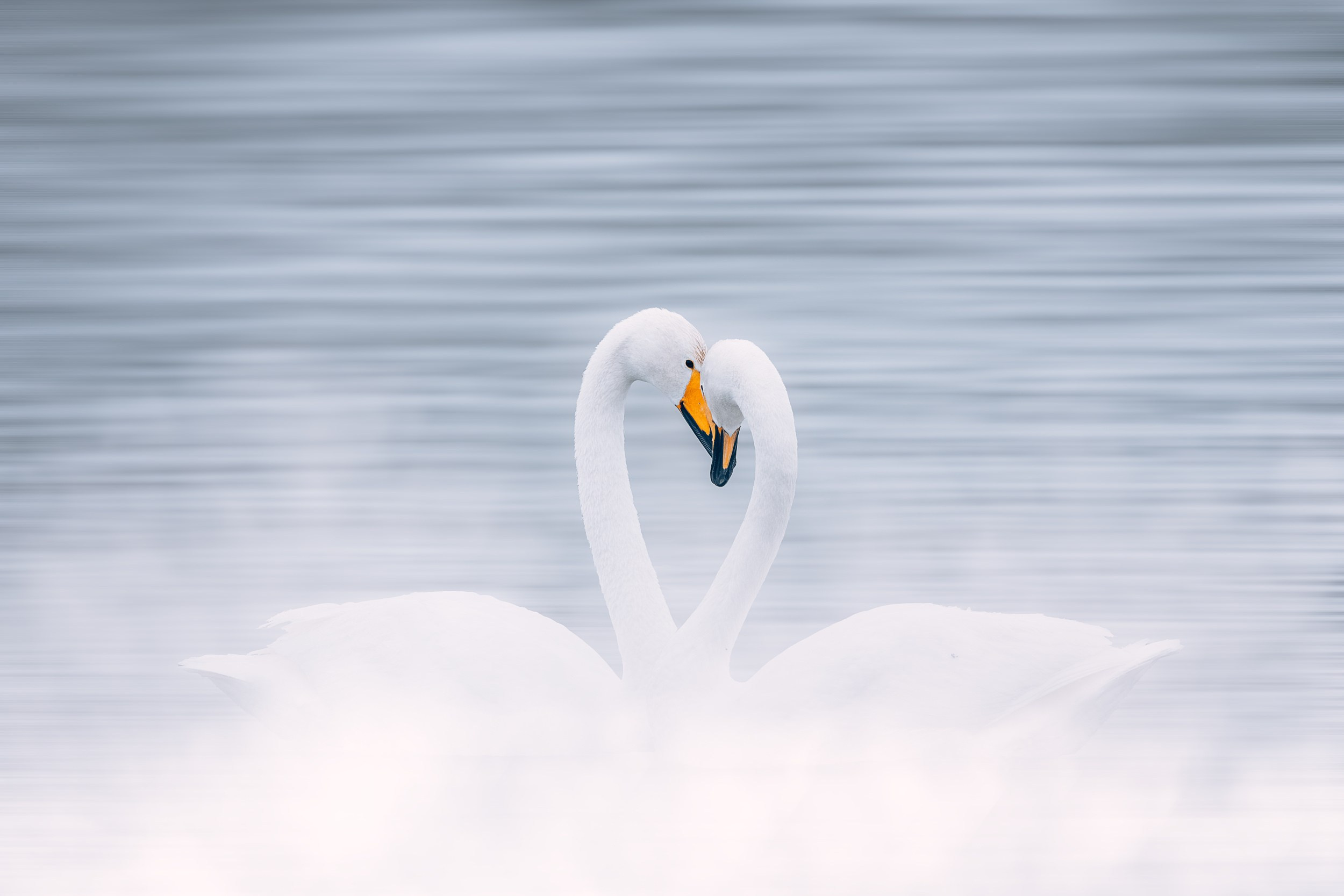Дикая природа • Wildlife. Елена Ивановой • Профессиональный фотограф
