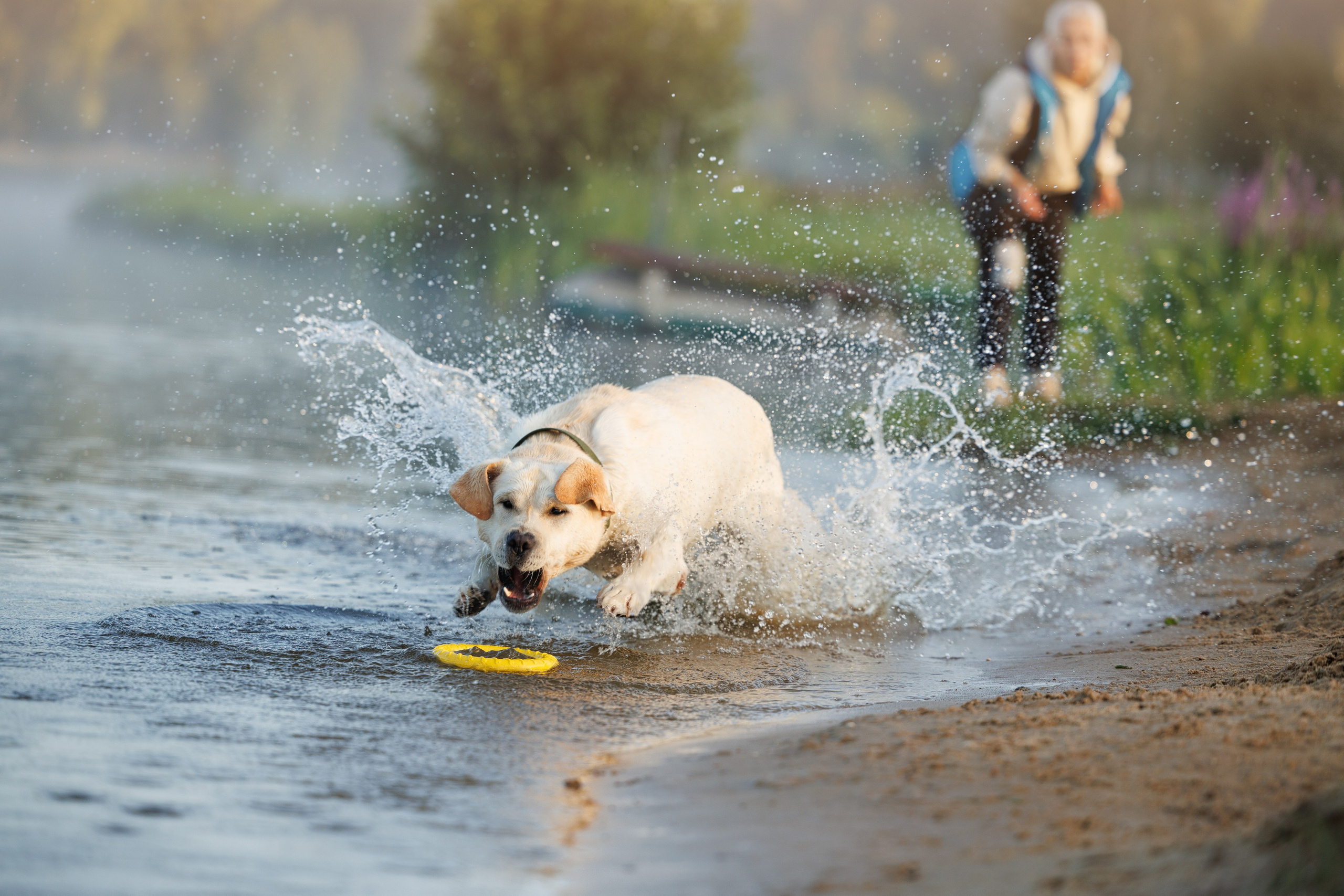 Портфолио: Фотосессии людей с собаками — душевные кадры. Фотограф-анималист и бренд-фотограф в Москве | Фотография собак, людей, бизнес-портрет