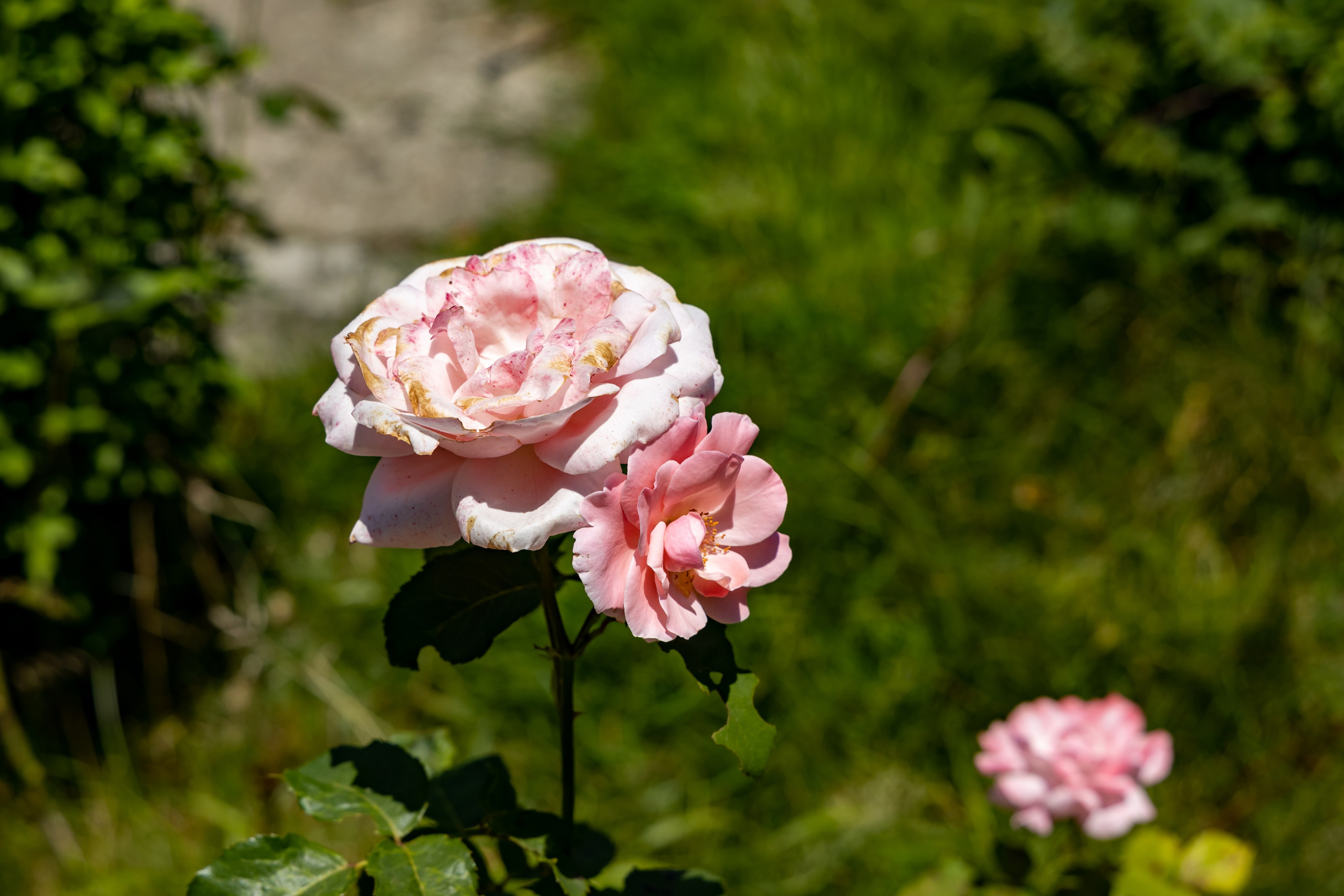 Сочи. Солох Аул. Репортажный, семейный и студийный фотограф в Москве Демин Алексей