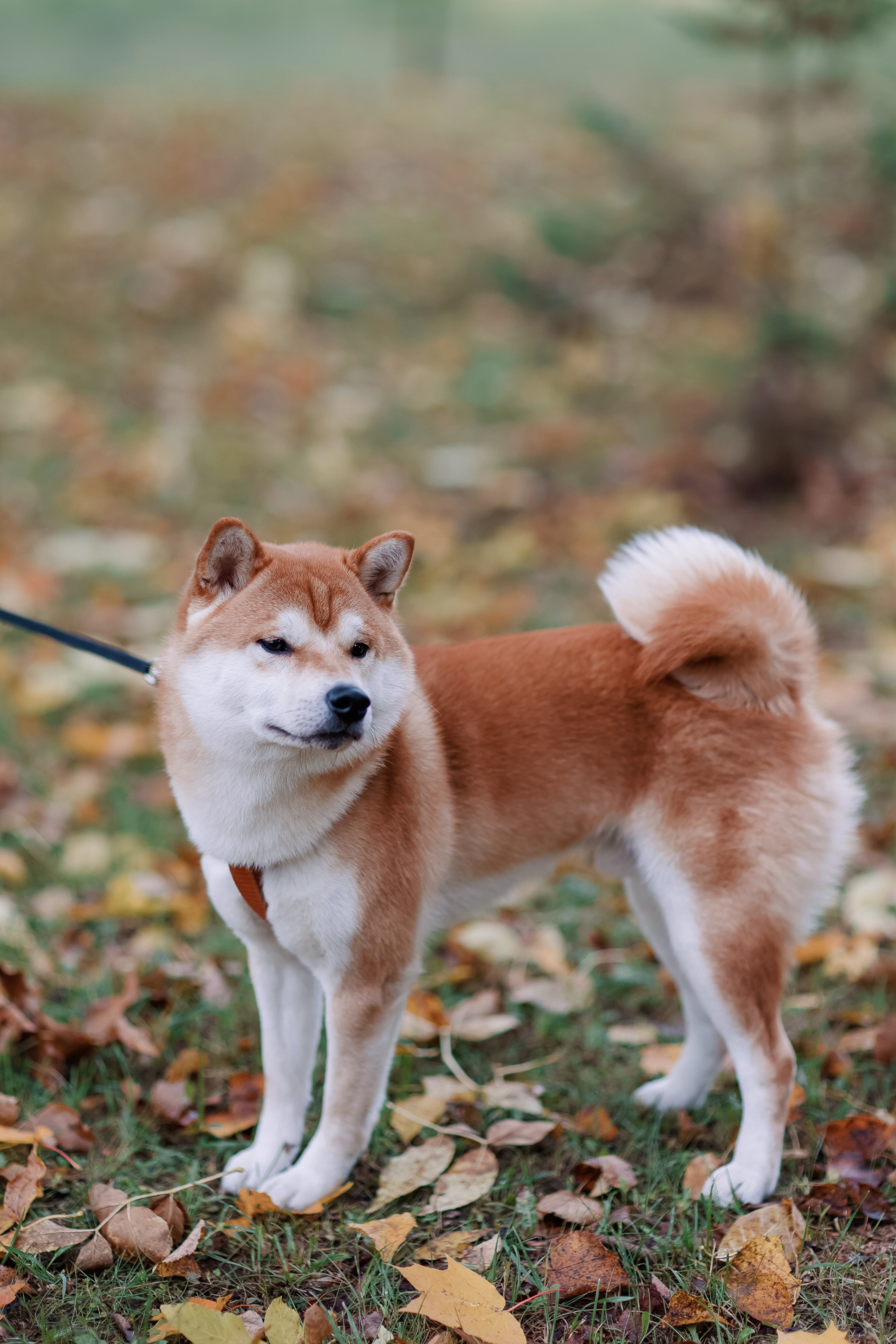 Юлия. Свадебный фотограф