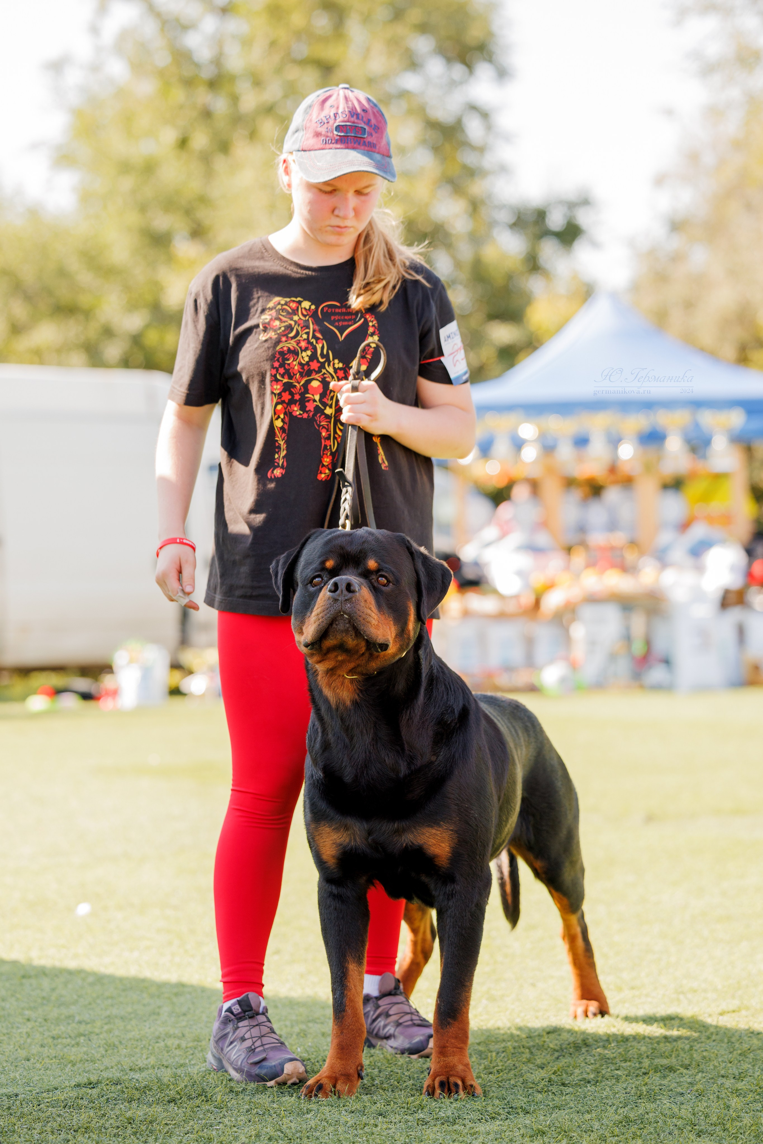 Анапа ротвейлеры 14-15.09.2024. Фотограф-анималист Юлия Германика